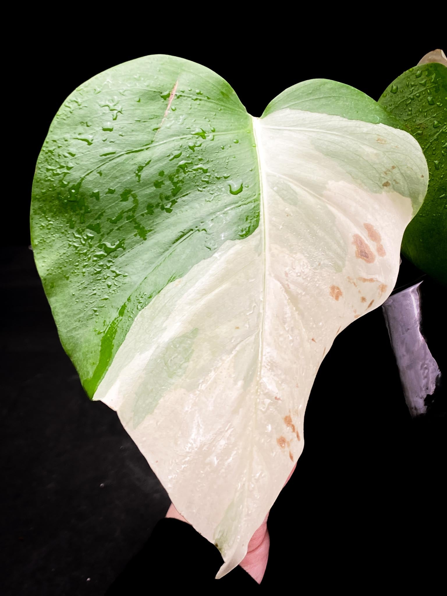 Monstera albo Japanese White Tiger 2 Leaves  2 Nodes  highly Variegated Rooted