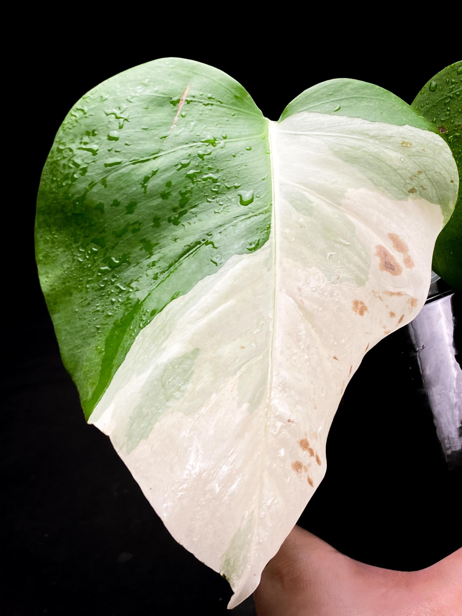 Monstera albo Japanese White Tiger 2 Leaves  2 Nodes  highly Variegated Rooted