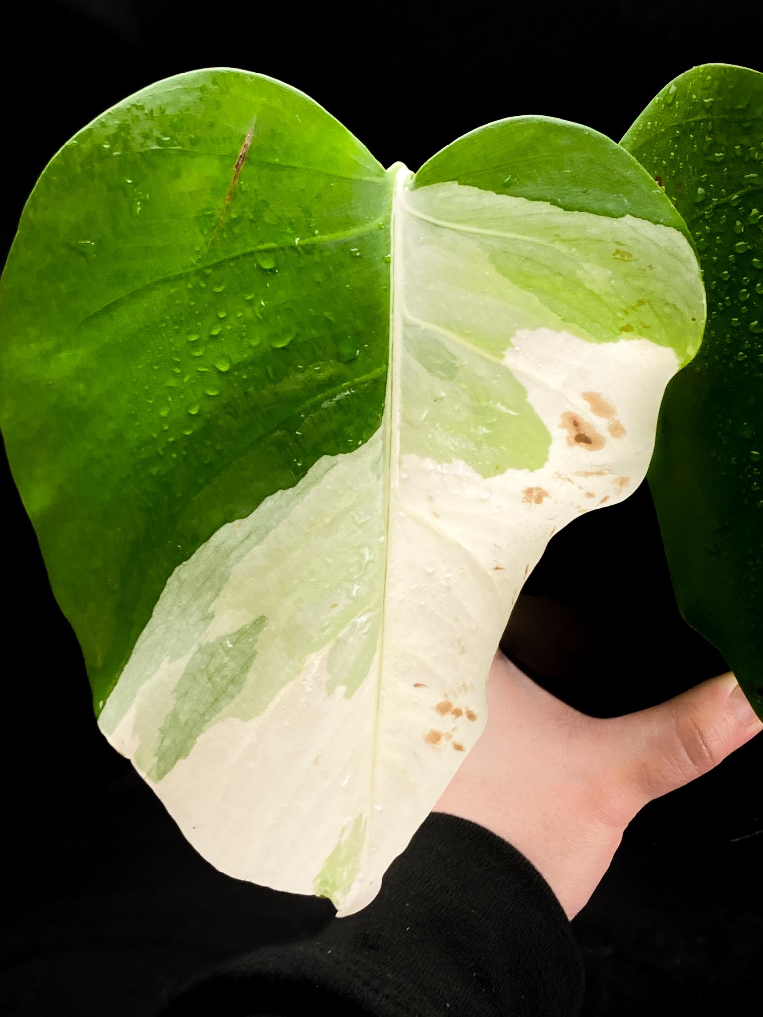 Monstera albo Japanese White Tiger 2 Leaves  2 Nodes  highly Variegated Rooted