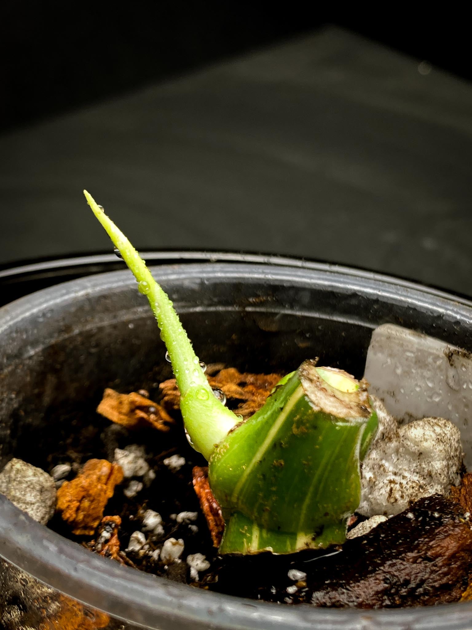 Monstera Thai Constellation  2 Nodes  1 Sprout Rooted