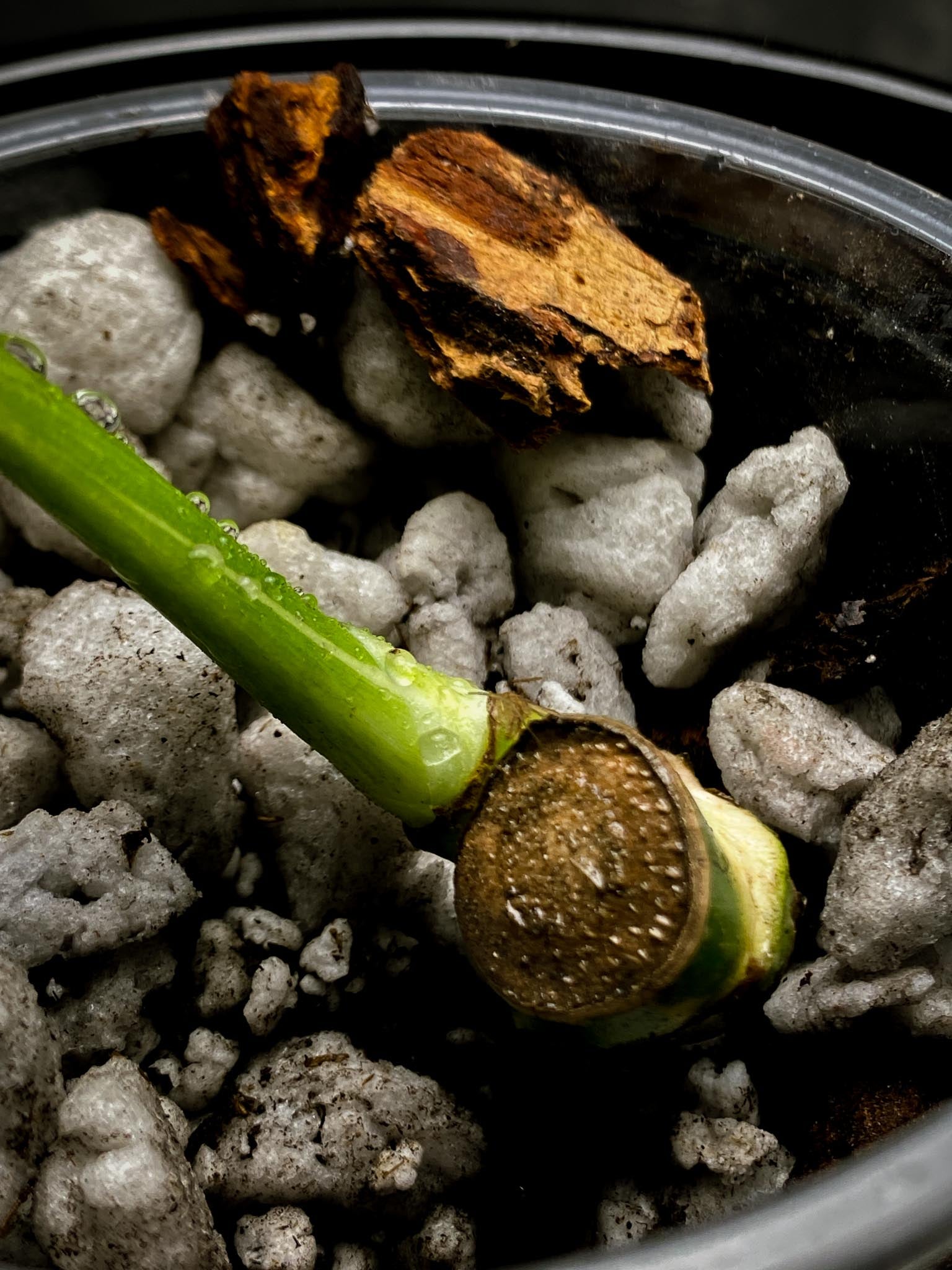 Monstera Thai Constellation 1 Leaf 2 Node  1 Sprout Rooted