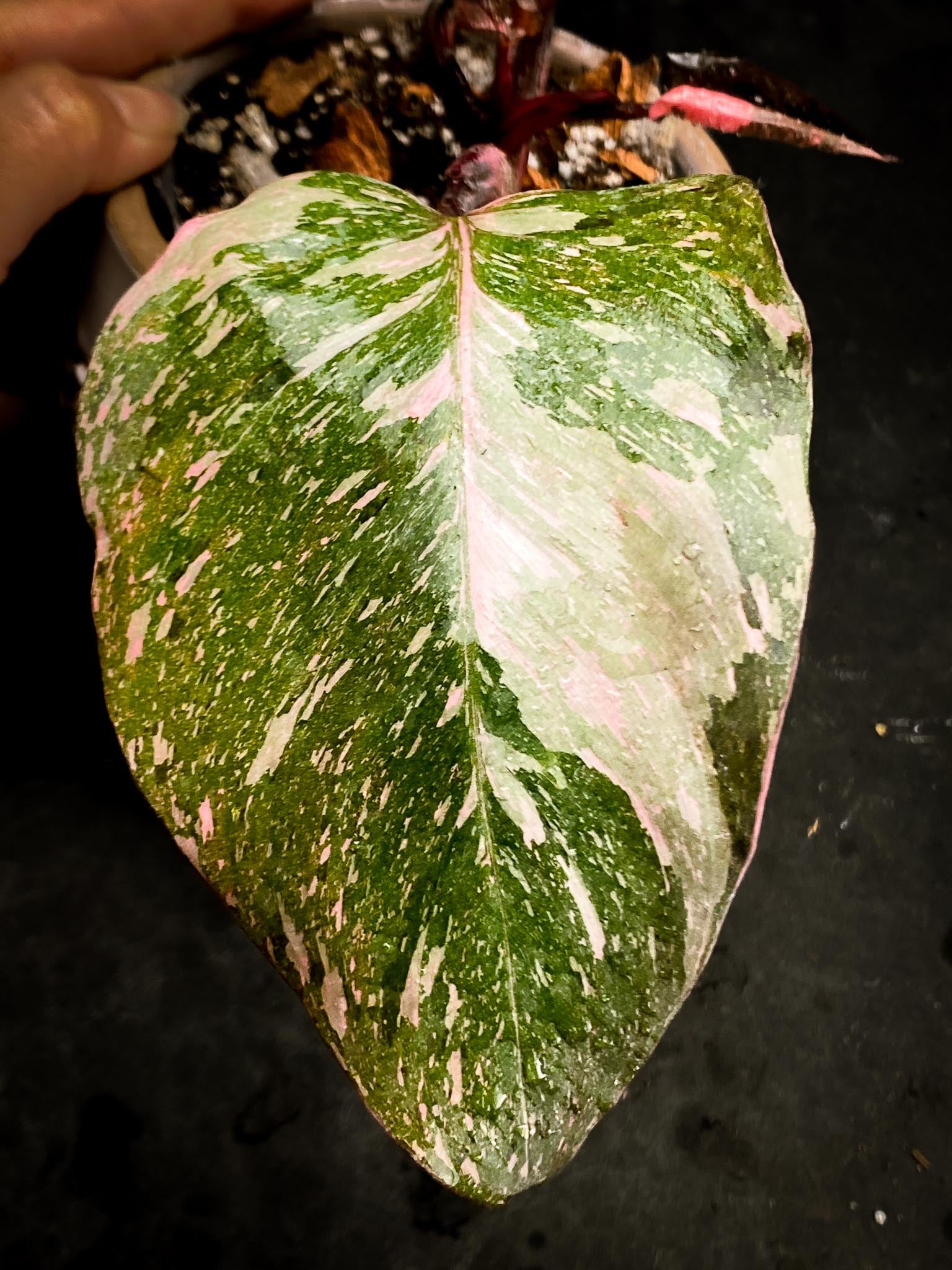 Philodendron pink Princess marble Galaxy 4 Leaves  Multiple Nodes 1 Sprout Rooted