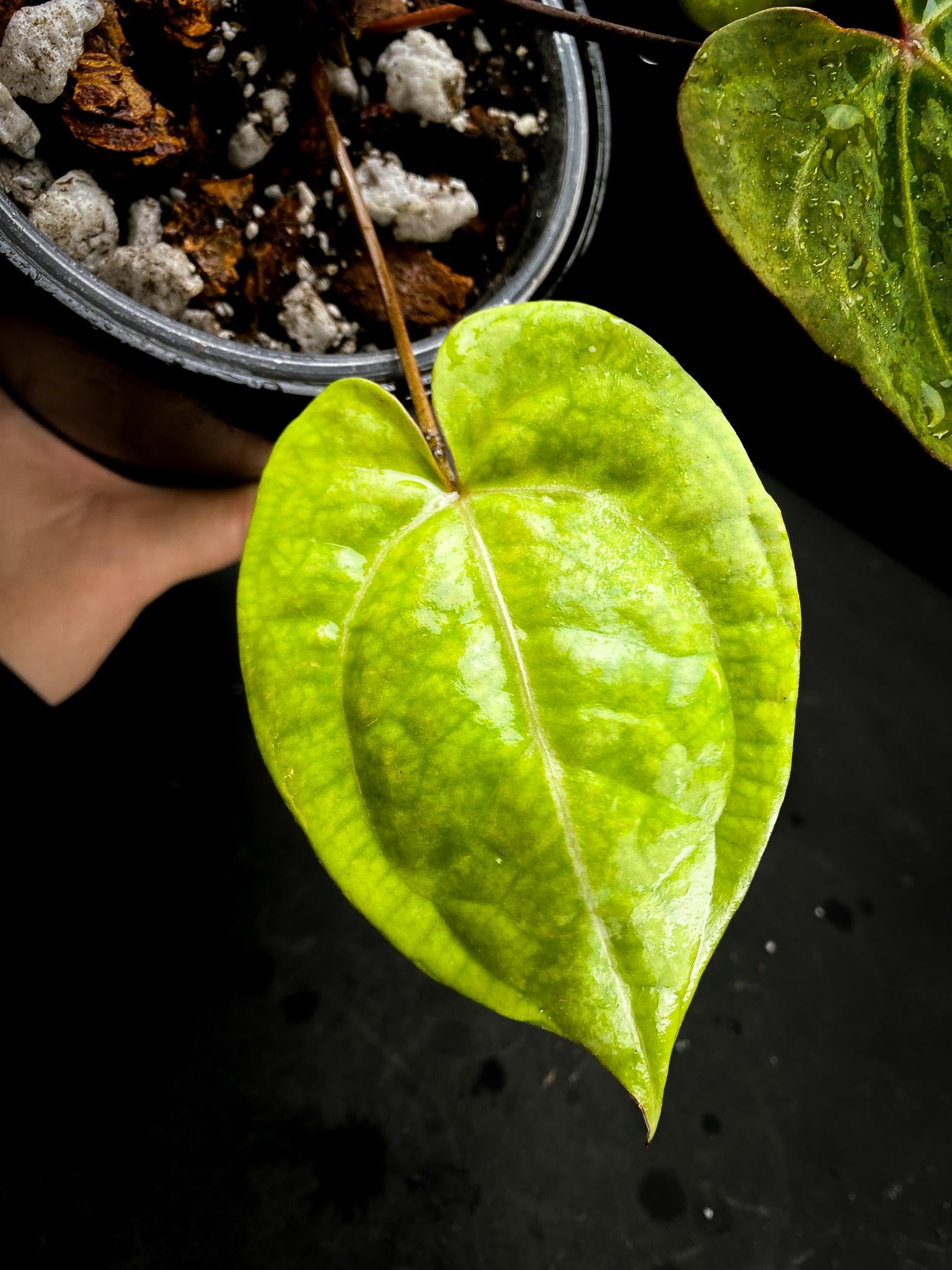 Anthurium Red Gunsal x Hopmani Multiple leaves Multiple Nodes 1 Growing Bud Rooted