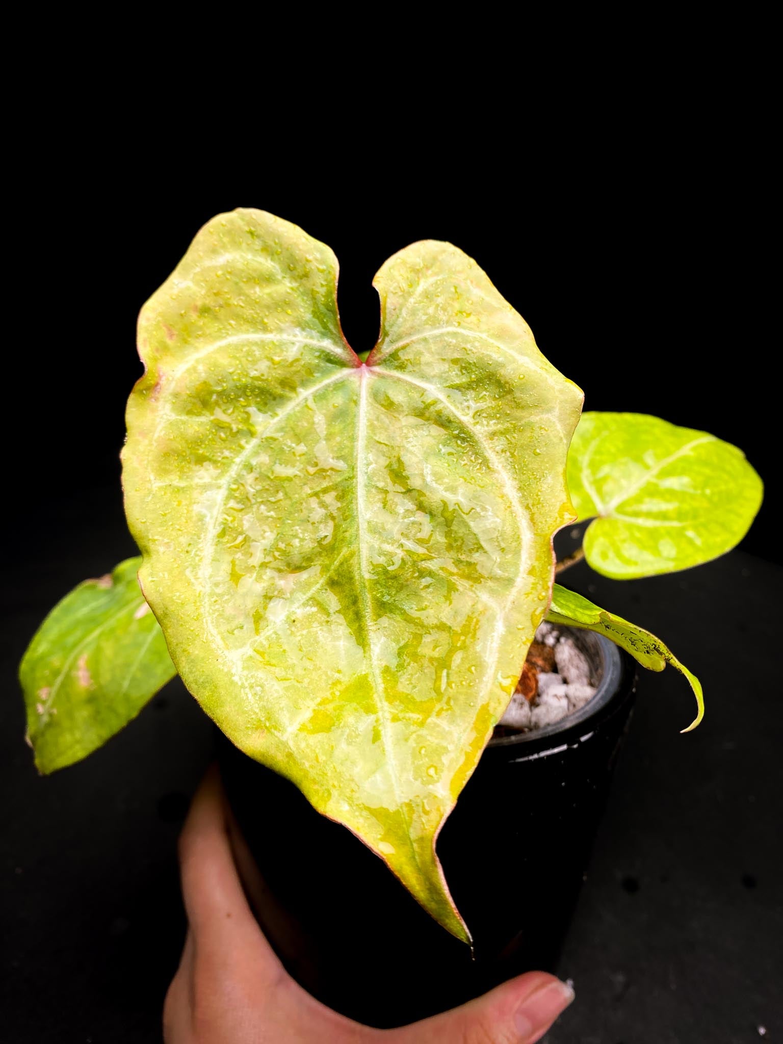 Anthurium Red Gunsal x Hopmani Multiple leaves Multiple Nodes 1 Growing Bud Rooted