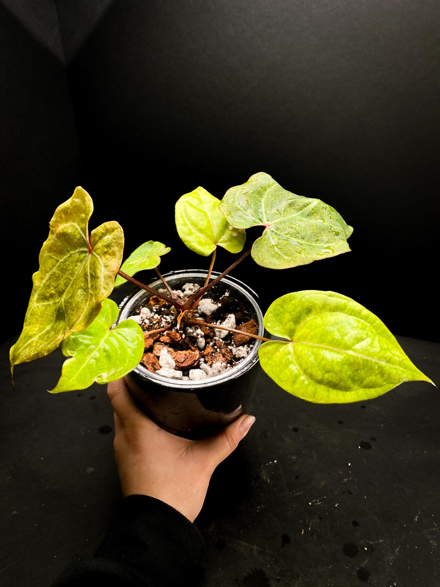 Anthurium Red Gunsal x Hopmani Multiple leaves Multiple Nodes 1 Growing Bud Rooted