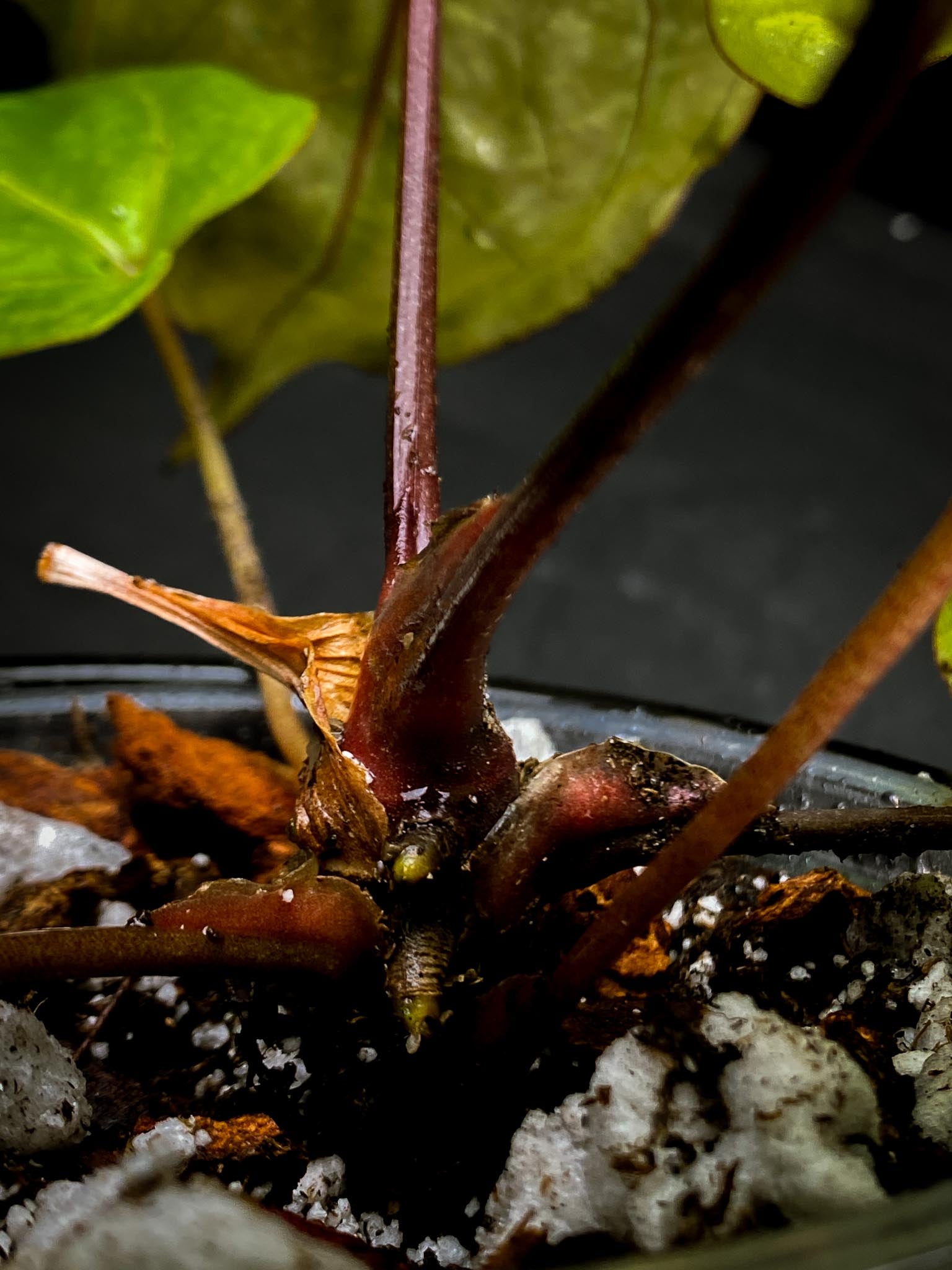 Anthurium Red Gunsal x Hopmani Multiple leaves Multiple Nodes 1 Growing Bud Rooted