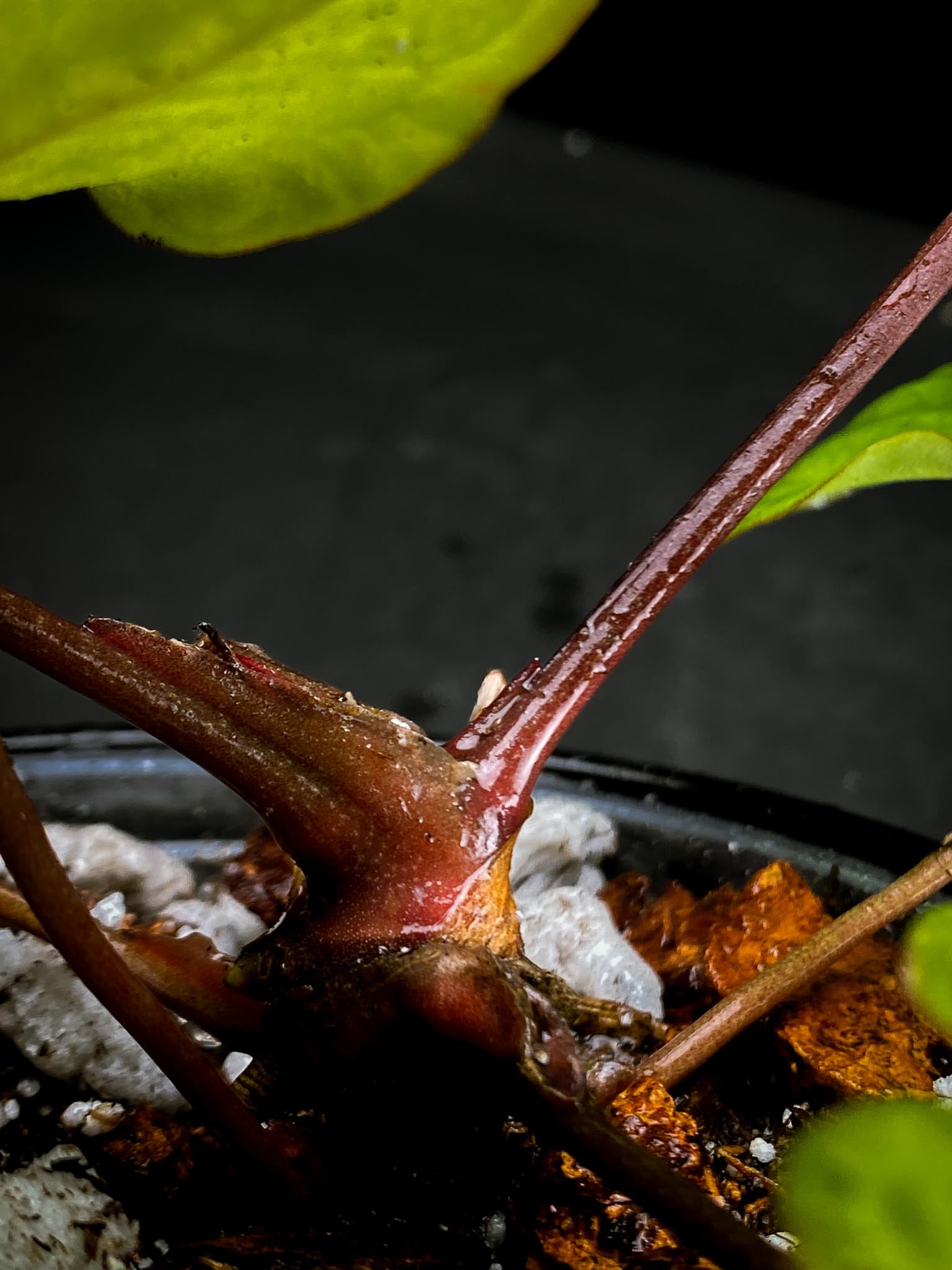 Anthurium Red Gunsal x Hopmani Multiple leaves Multiple Nodes 1 Growing Bud Rooted