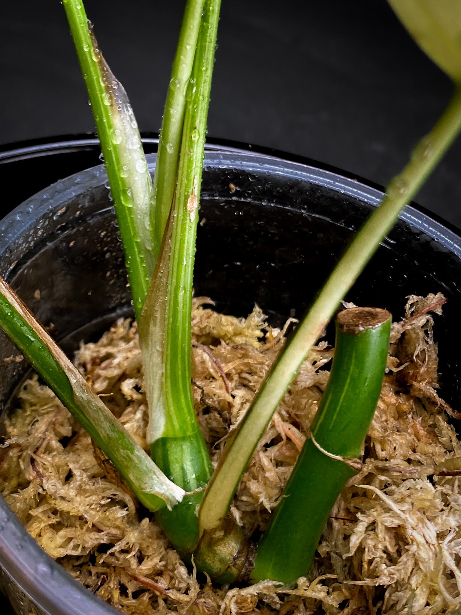 Rhaphidophora tetrasperma variegated 5 Leaves Multiple Nodes 1 Growing Bud Rooted