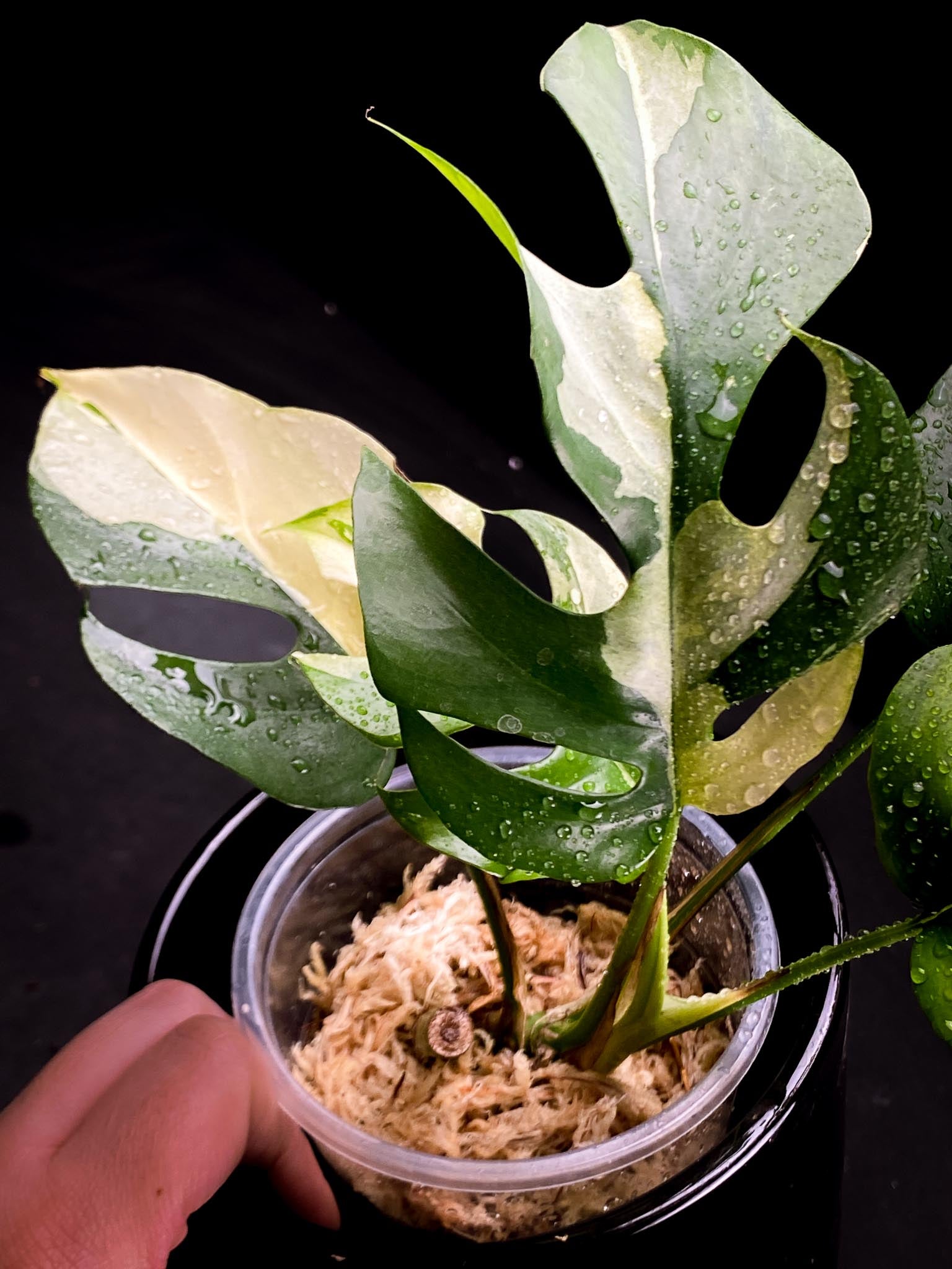 Rhaphidophora tetrasperma variegated 5 Leaves Multiple Nodes 1 Growing Bud Rooted