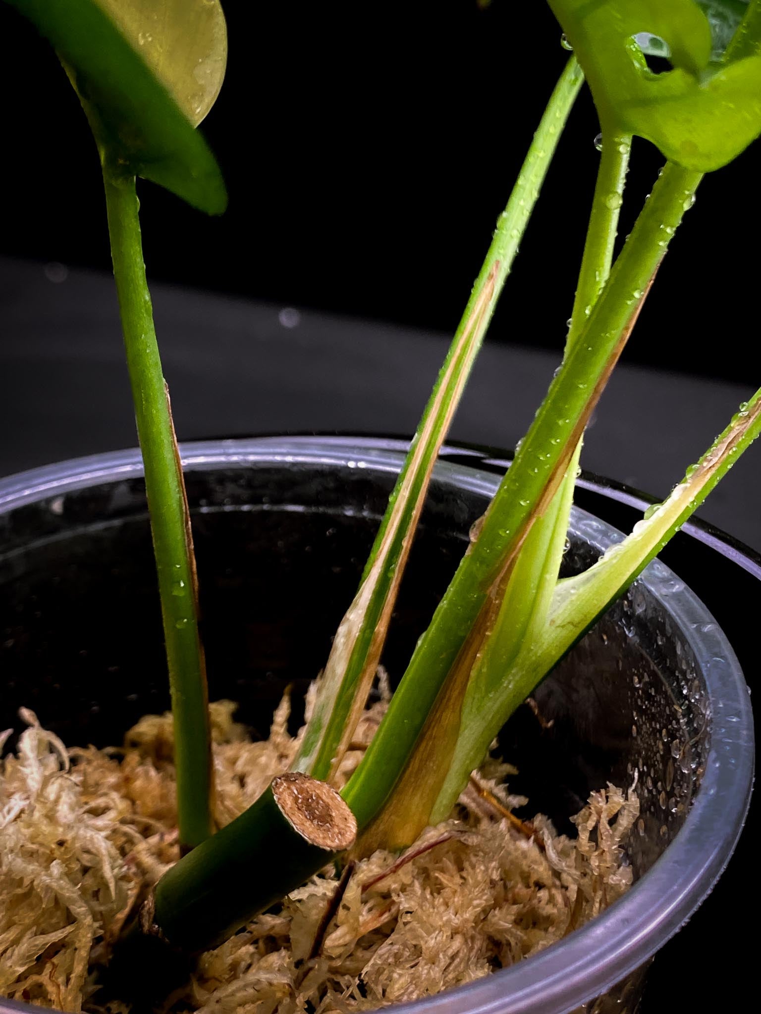 Rhaphidophora tetrasperma variegated 5 Leaves Multiple Nodes 1 Growing Bud Rooted