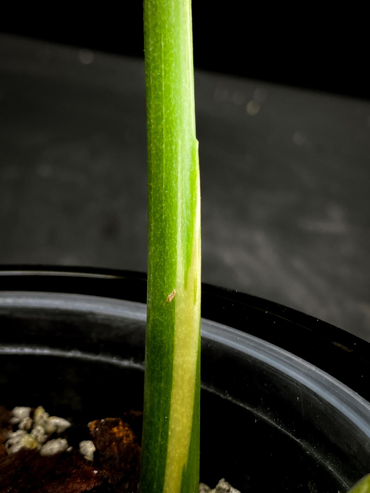 Monstera Thai Constellation  creme brulee 2 Leaves  2 Nodes  Rooted