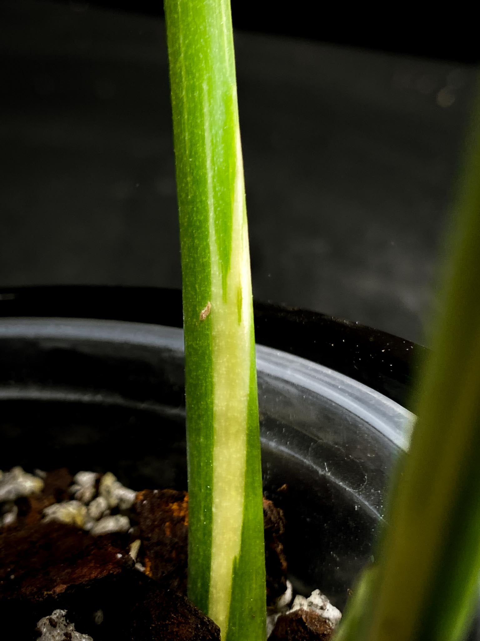 Monstera Thai Constellation  creme brulee 2 Leaves  2 Nodes  Rooted