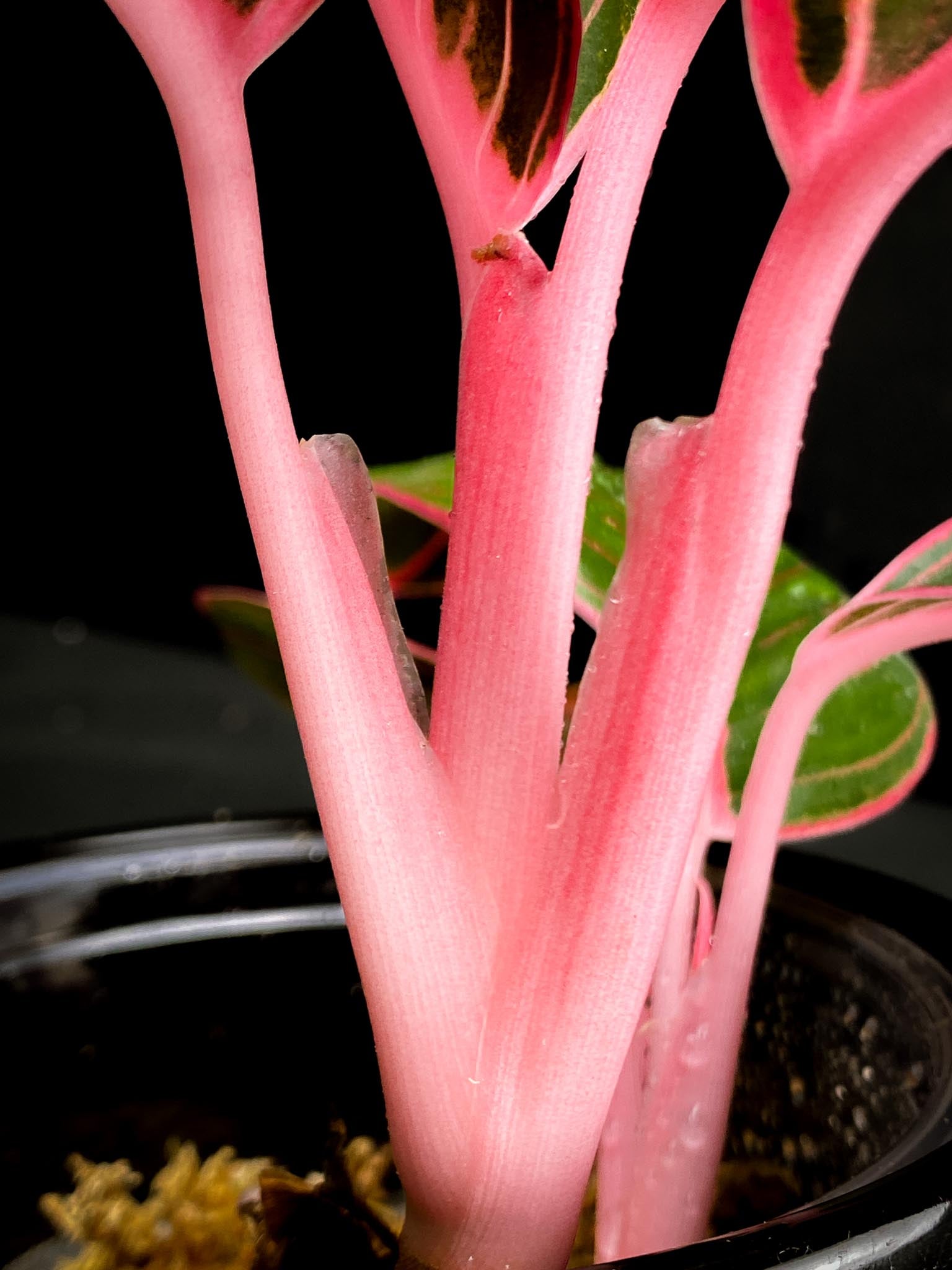 Aglaonema Khanza sunset Multiple Leaves 2 shoots  Rooted