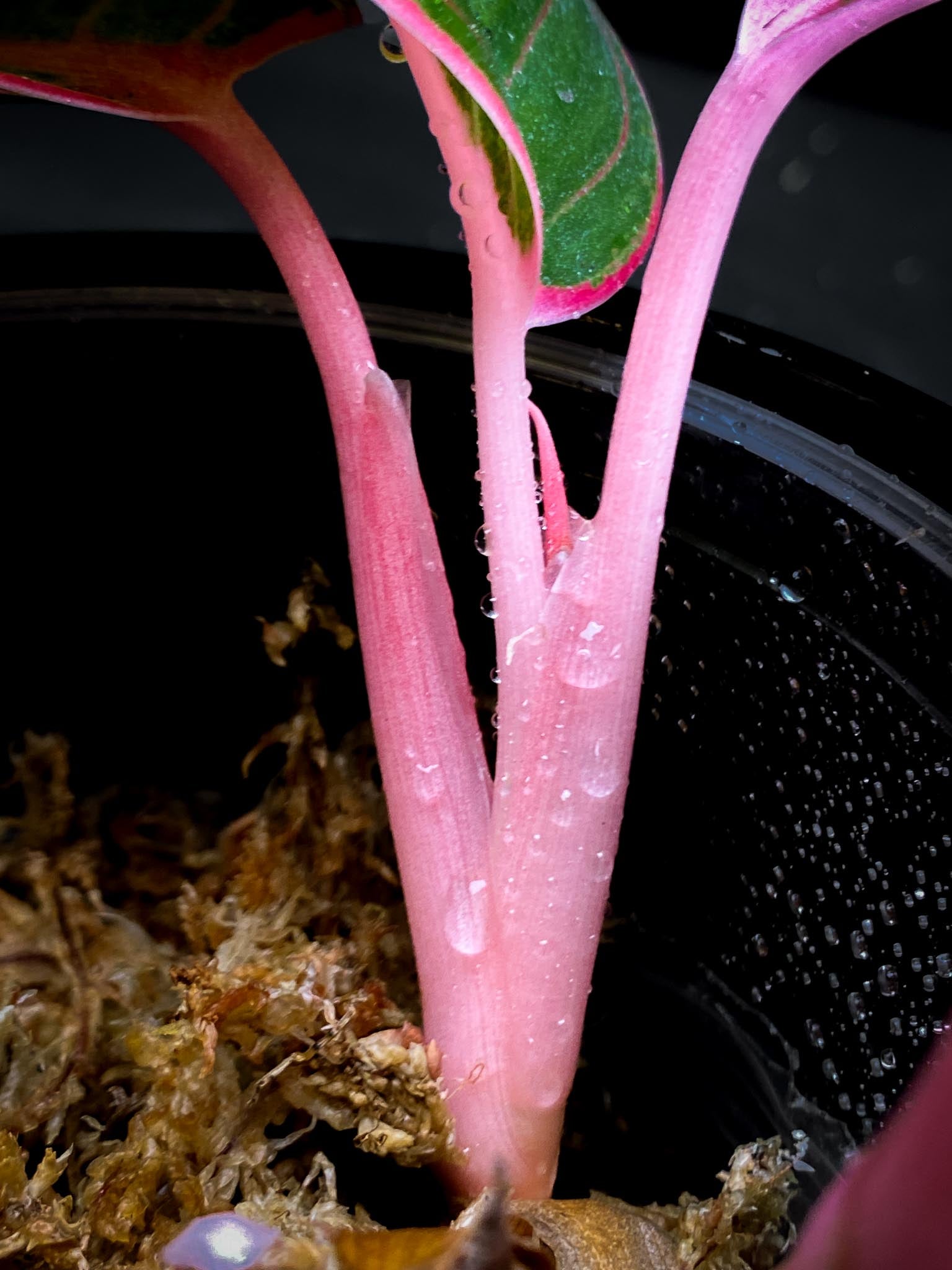 Aglaonema Khanza sunset Multiple Leaves 2 shoots  Rooted