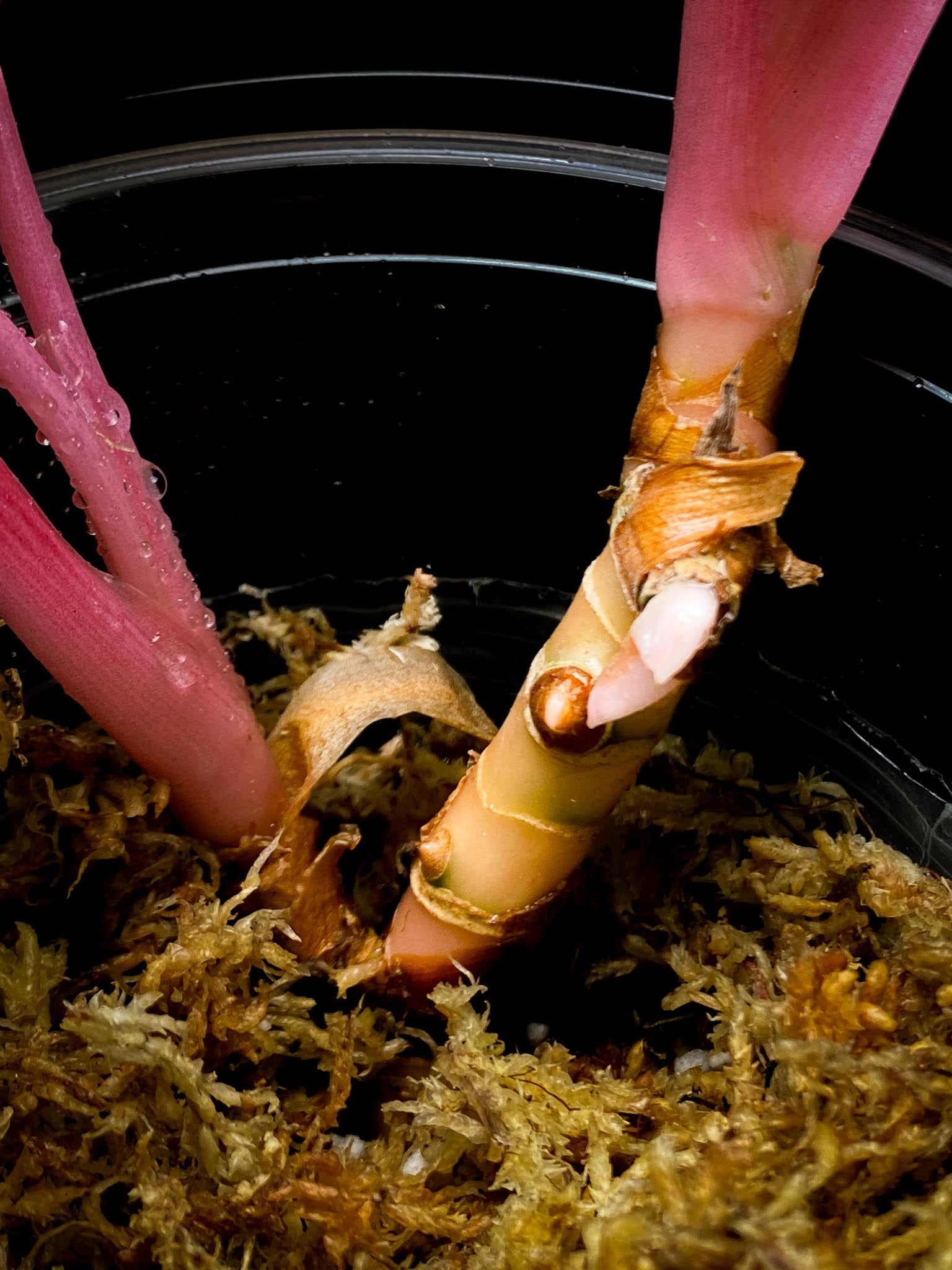 Aglaonema Khanza sunset Multiple Leaves 2 shoots  Rooted