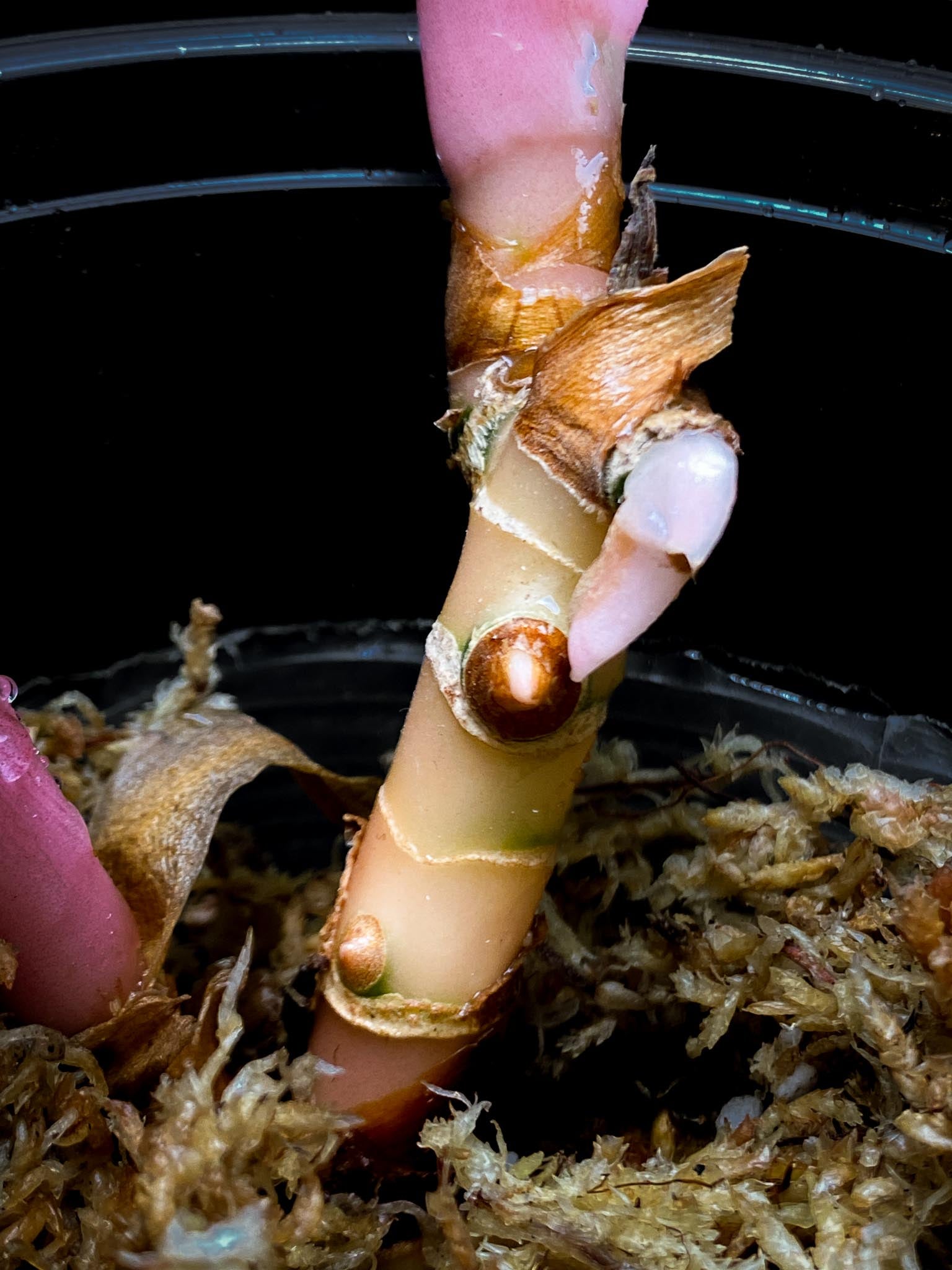 Aglaonema Khanza sunset Multiple Leaves 2 shoots  Rooted