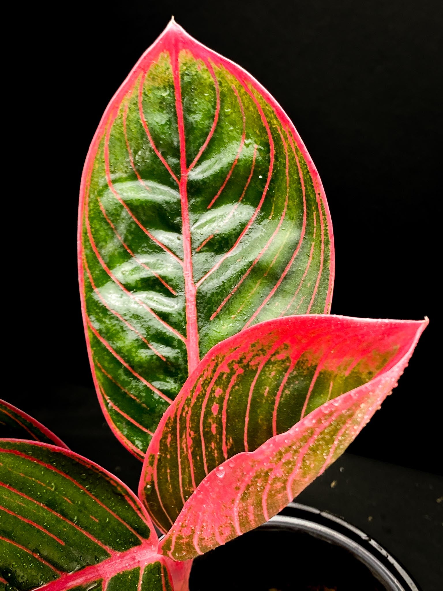 Aglaonema Khanza sunset Multiple Leaves 2 shoots  Rooted