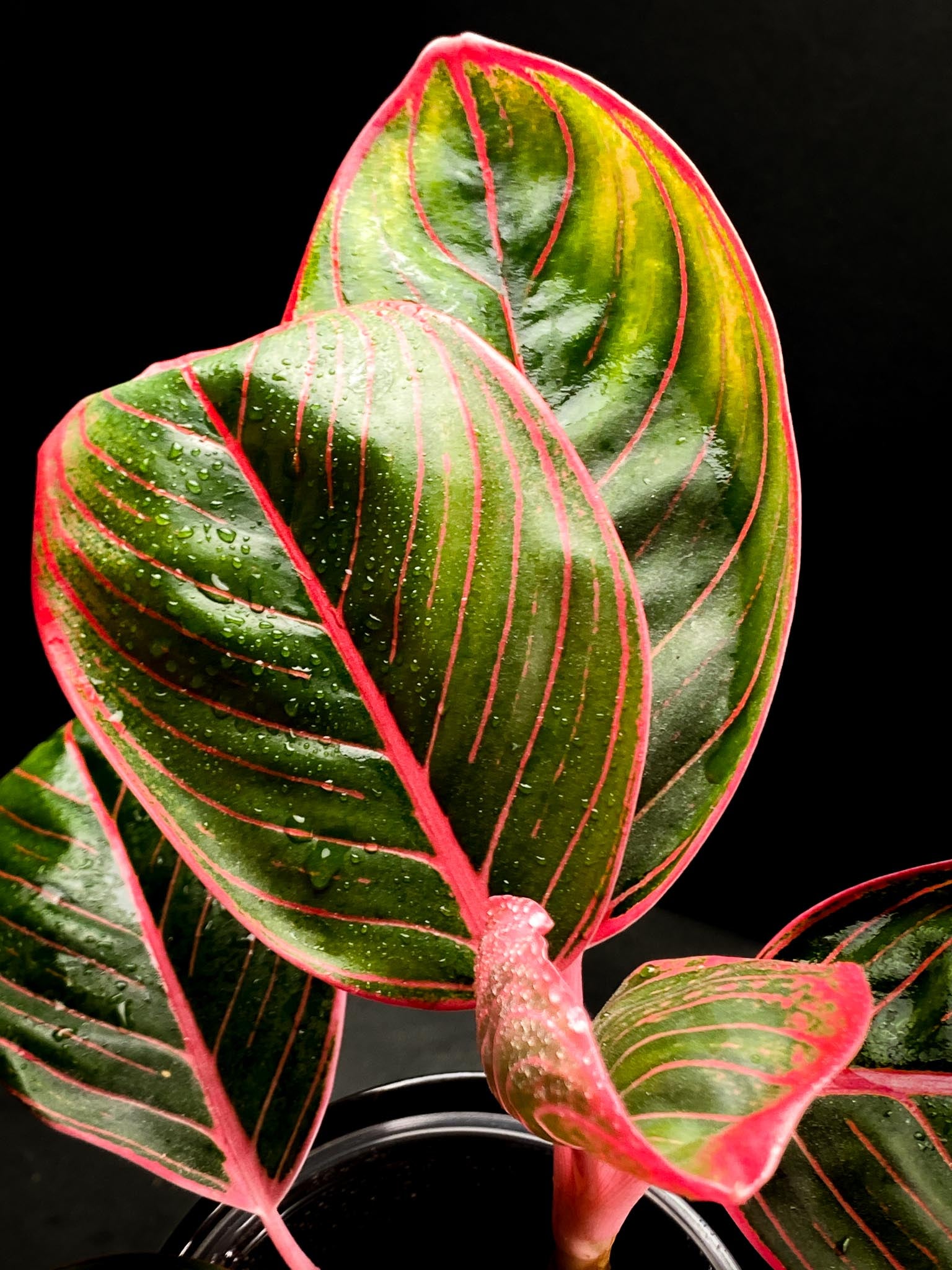 Aglaonema Khanza sunset Multiple Leaves 2 shoots  Rooted