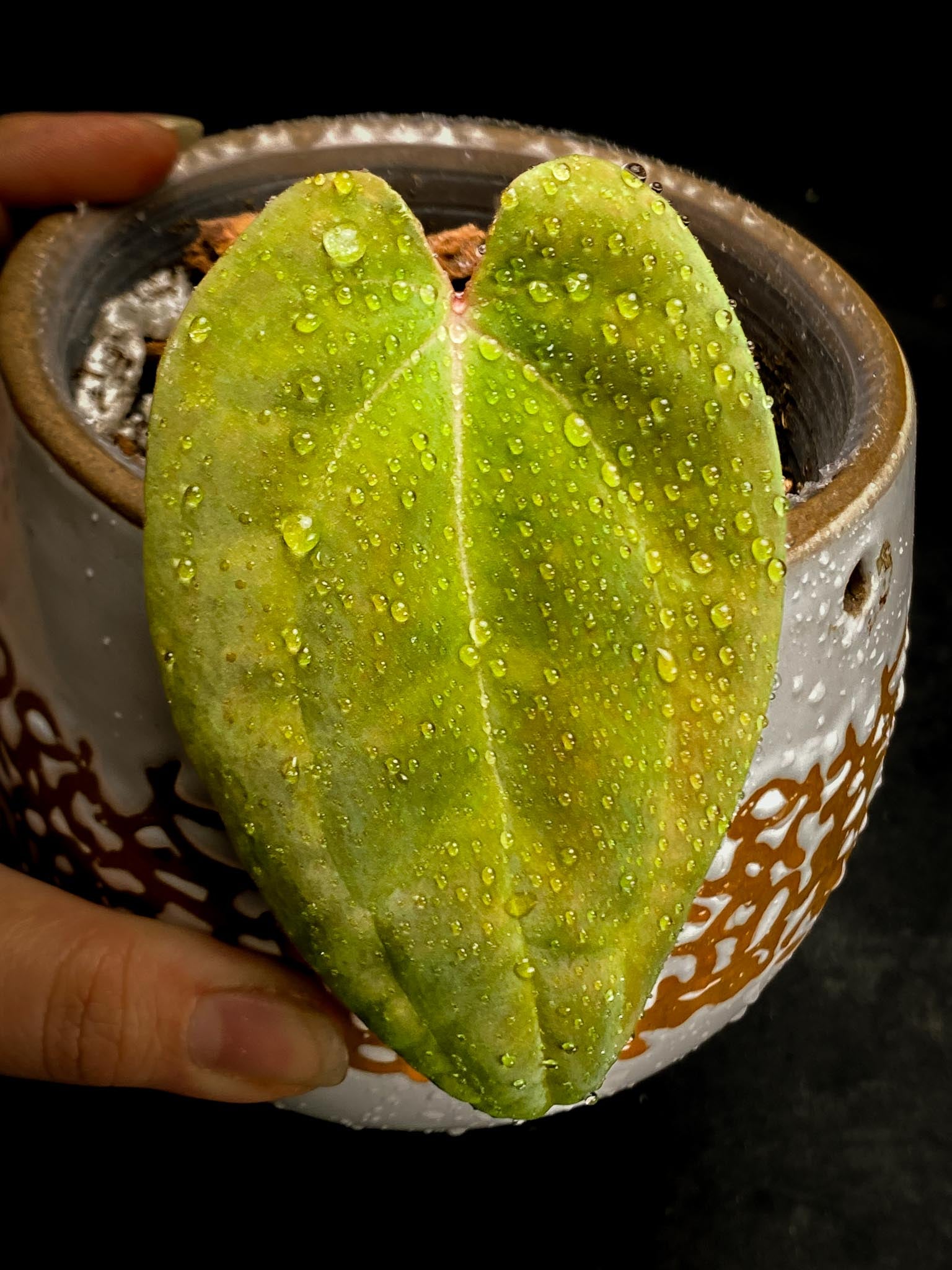 Anthurium Papillilaminum fort sherman x Ralph Lynam 1 Leaf Multiple nodes Rooted