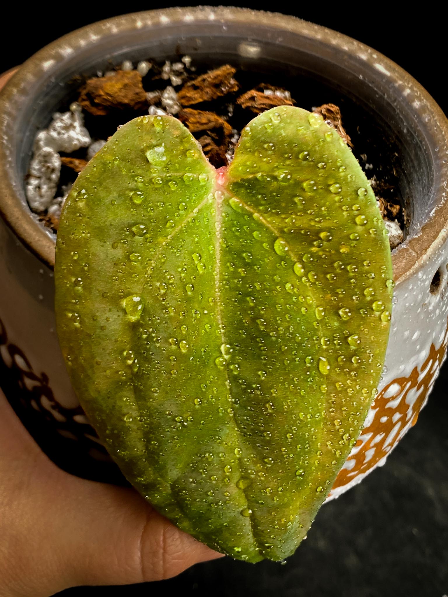 Anthurium Papillilaminum fort sherman x Ralph Lynam 1 Leaf Multiple nodes Rooted