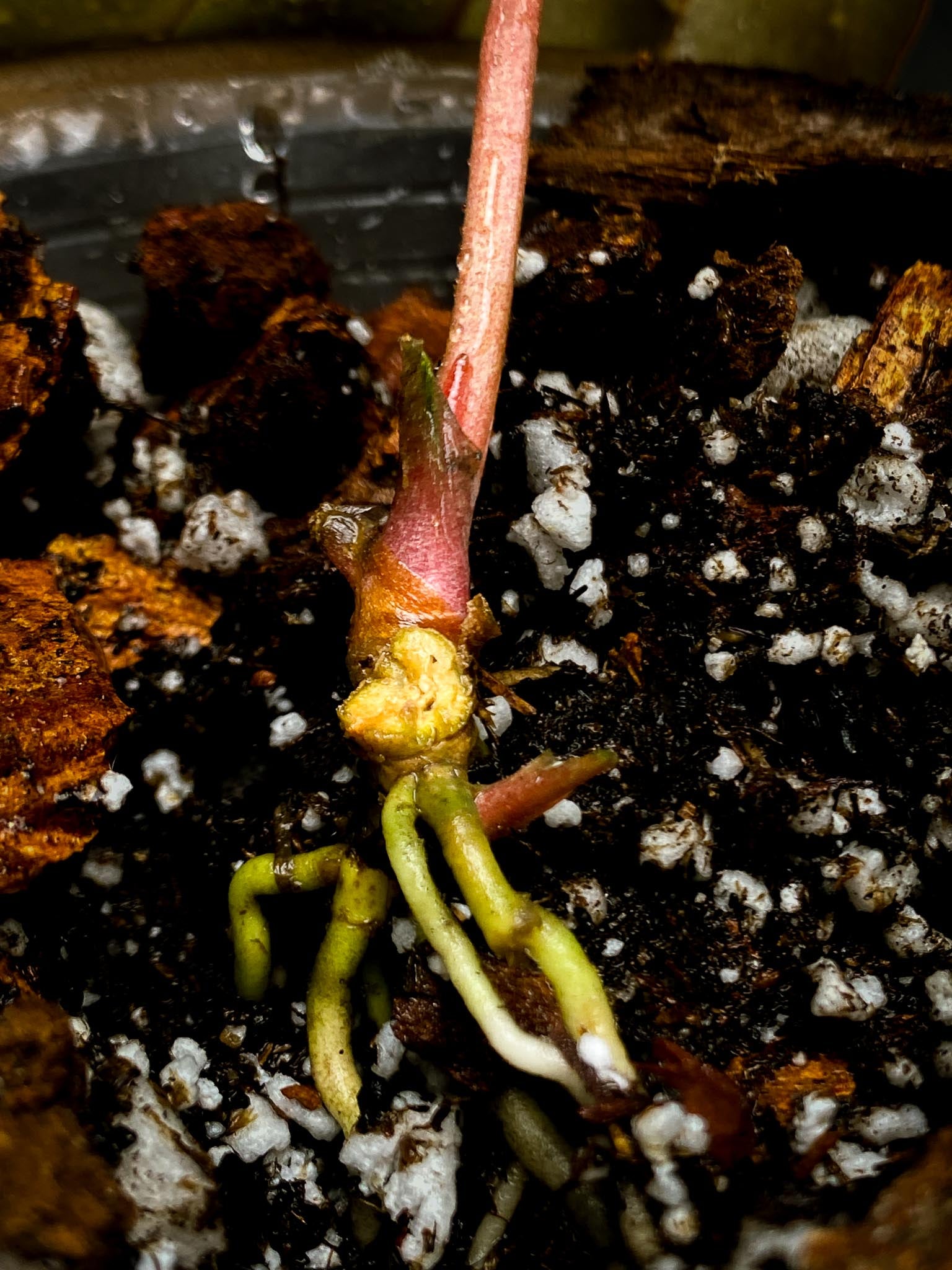 Anthurium Papillilaminum fort sherman x Ralph Lynam 1 Leaf Multiple nodes Rooted