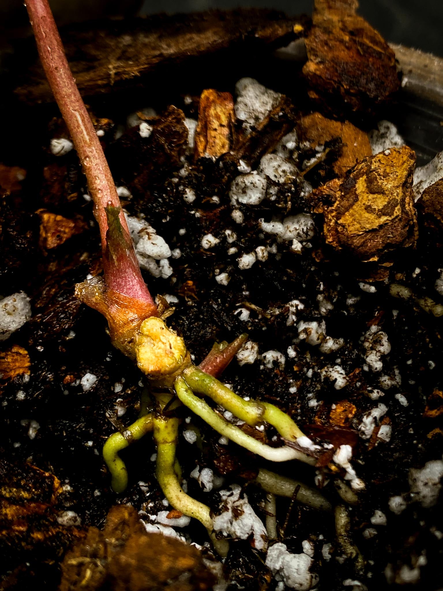 Anthurium Papillilaminum fort sherman x Ralph Lynam 1 Leaf Multiple nodes Rooted