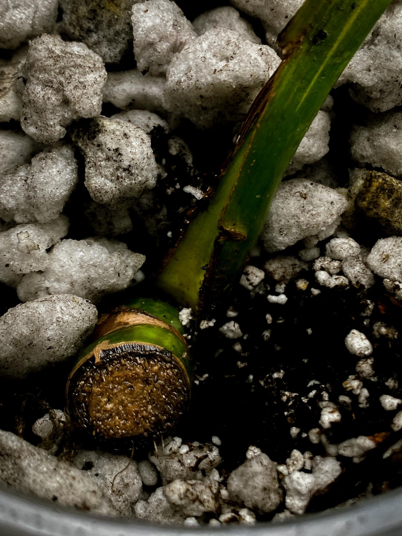 Monstera Aurea Tricolor 1 Leaf 2 Nodes  Rooted