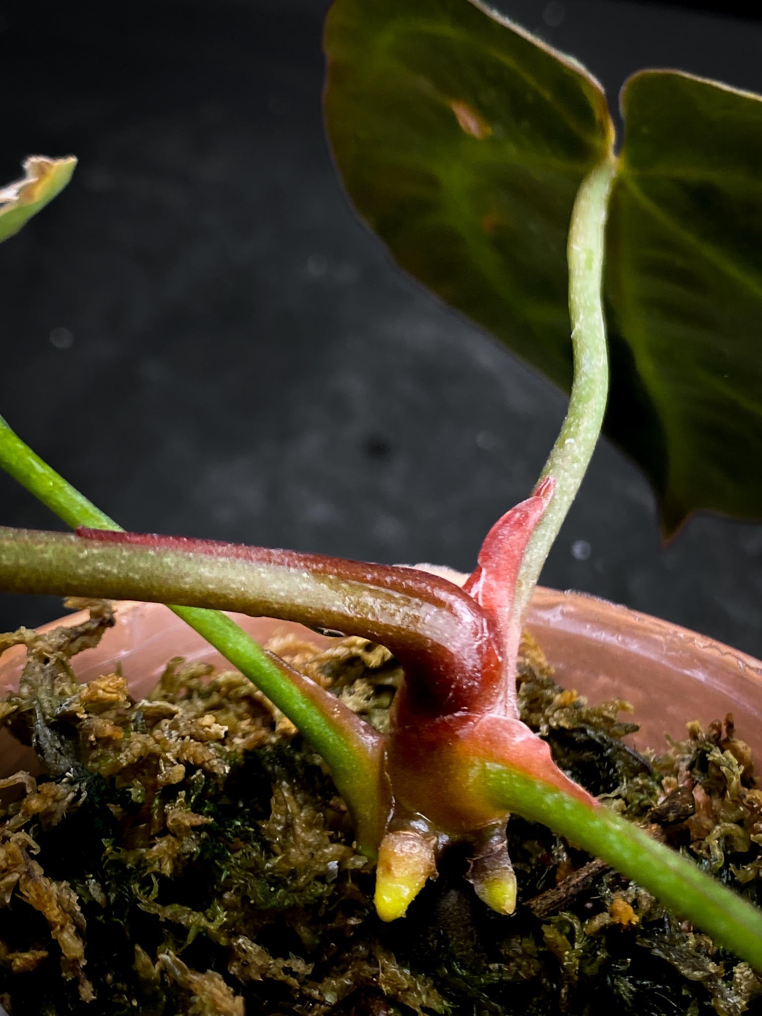 Anthurium wonderboy x Michelle 4 Leaves  4 Nodes  Rooted