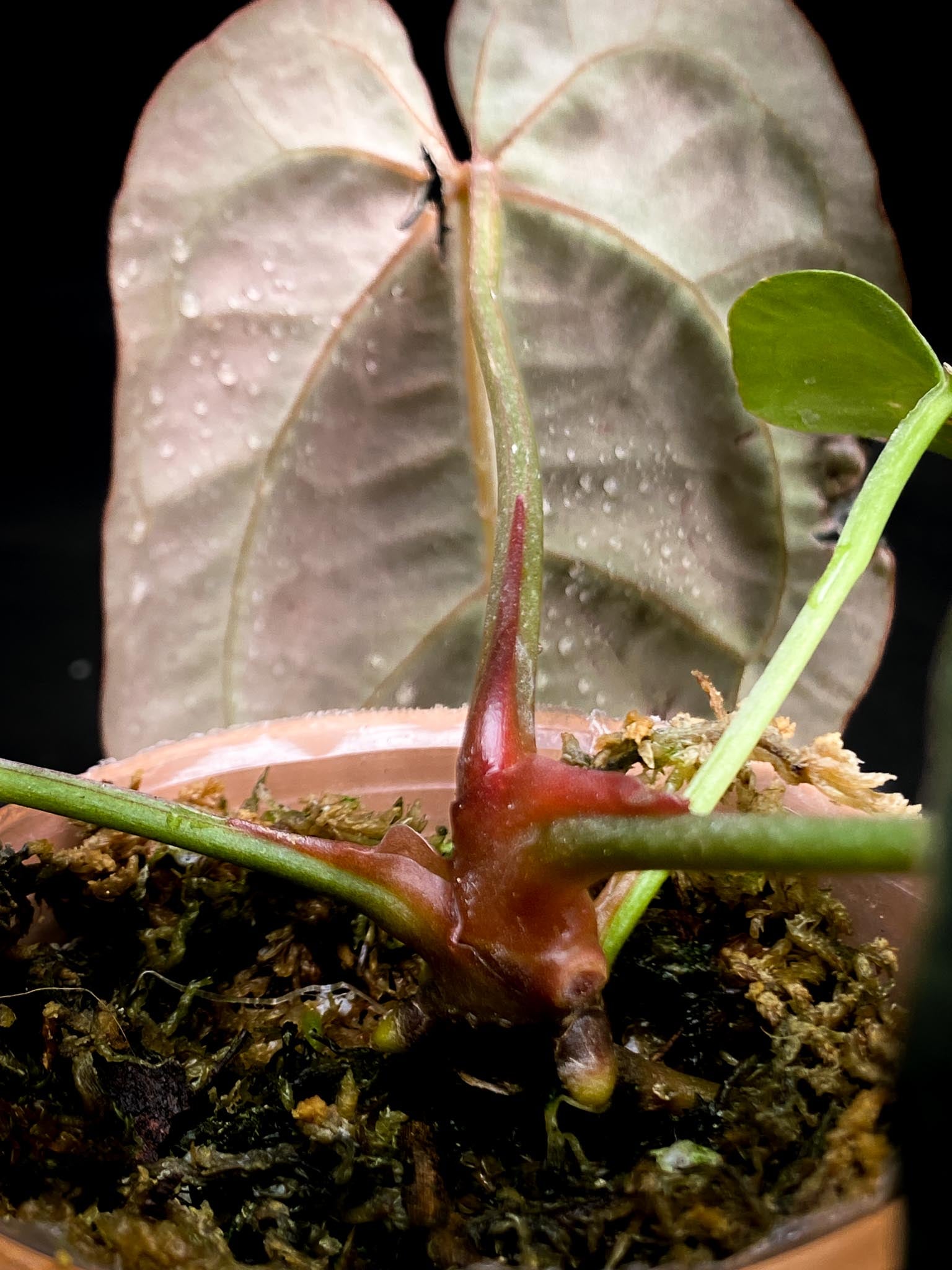 Anthurium wonderboy x Michelle 4 Leaves  4 Nodes  Rooted