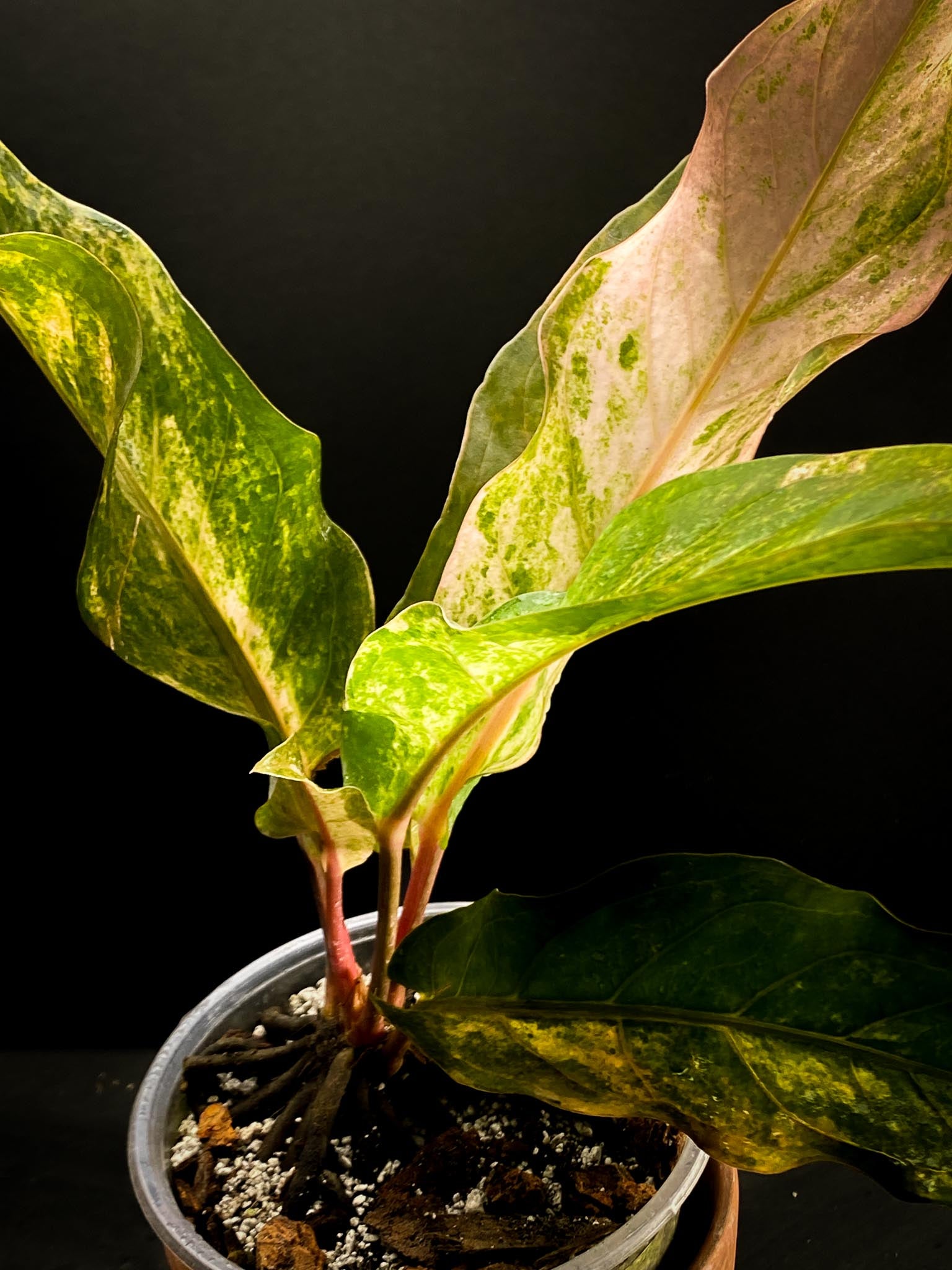 Anthurium renaissance pink Variegated Multiple big Leaves Multiple Nodes 1 Sprout Rooted