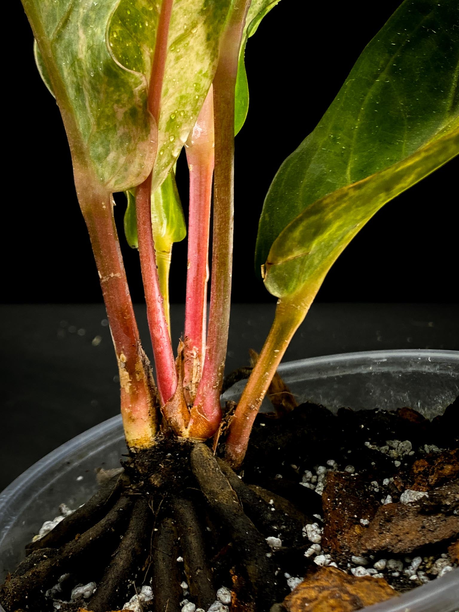 Anthurium renaissance pink Variegated Multiple big Leaves Multiple Nodes 1 Sprout Rooted