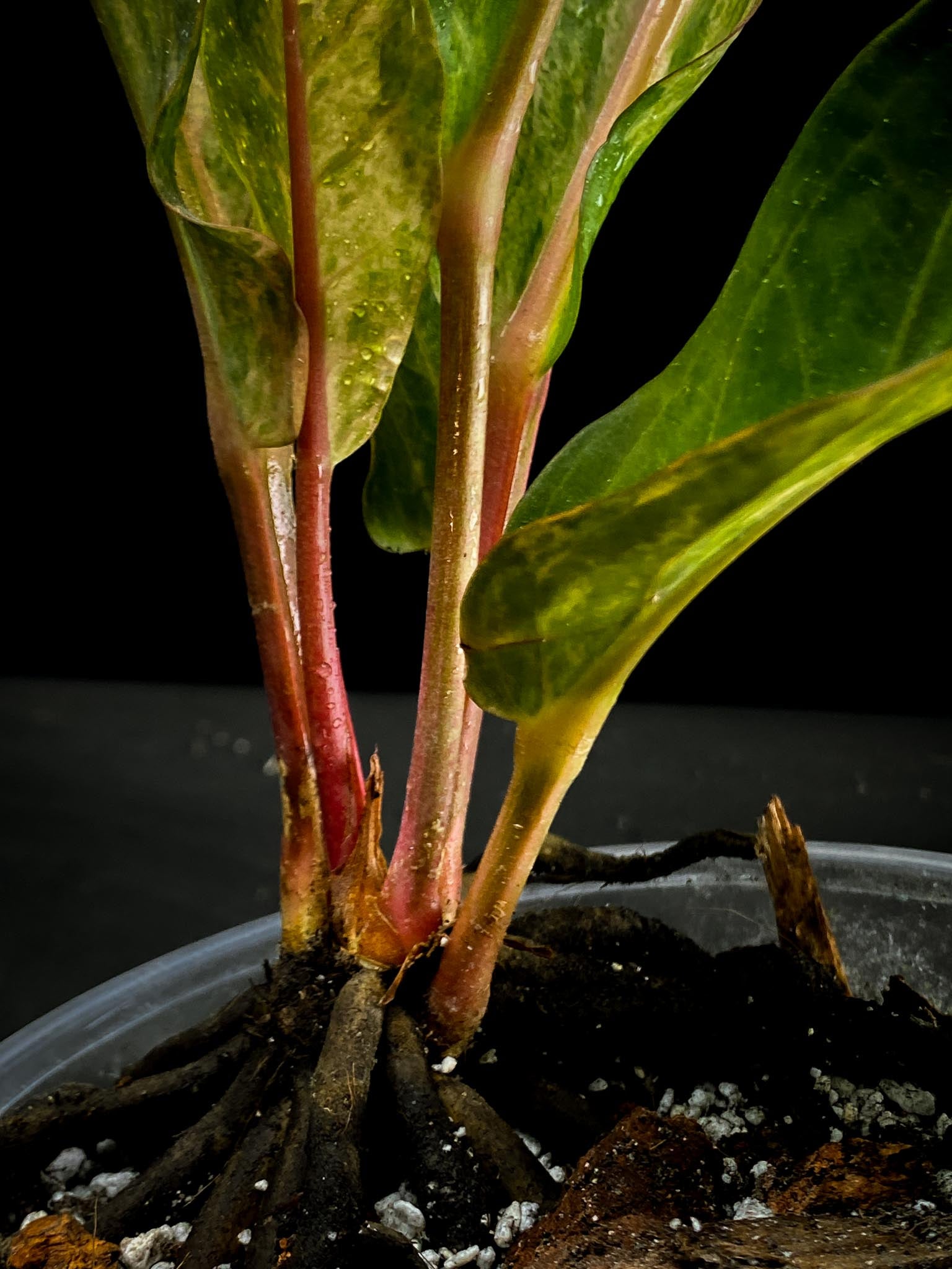 Anthurium renaissance pink Variegated Multiple big Leaves Multiple Nodes 1 Sprout Rooted