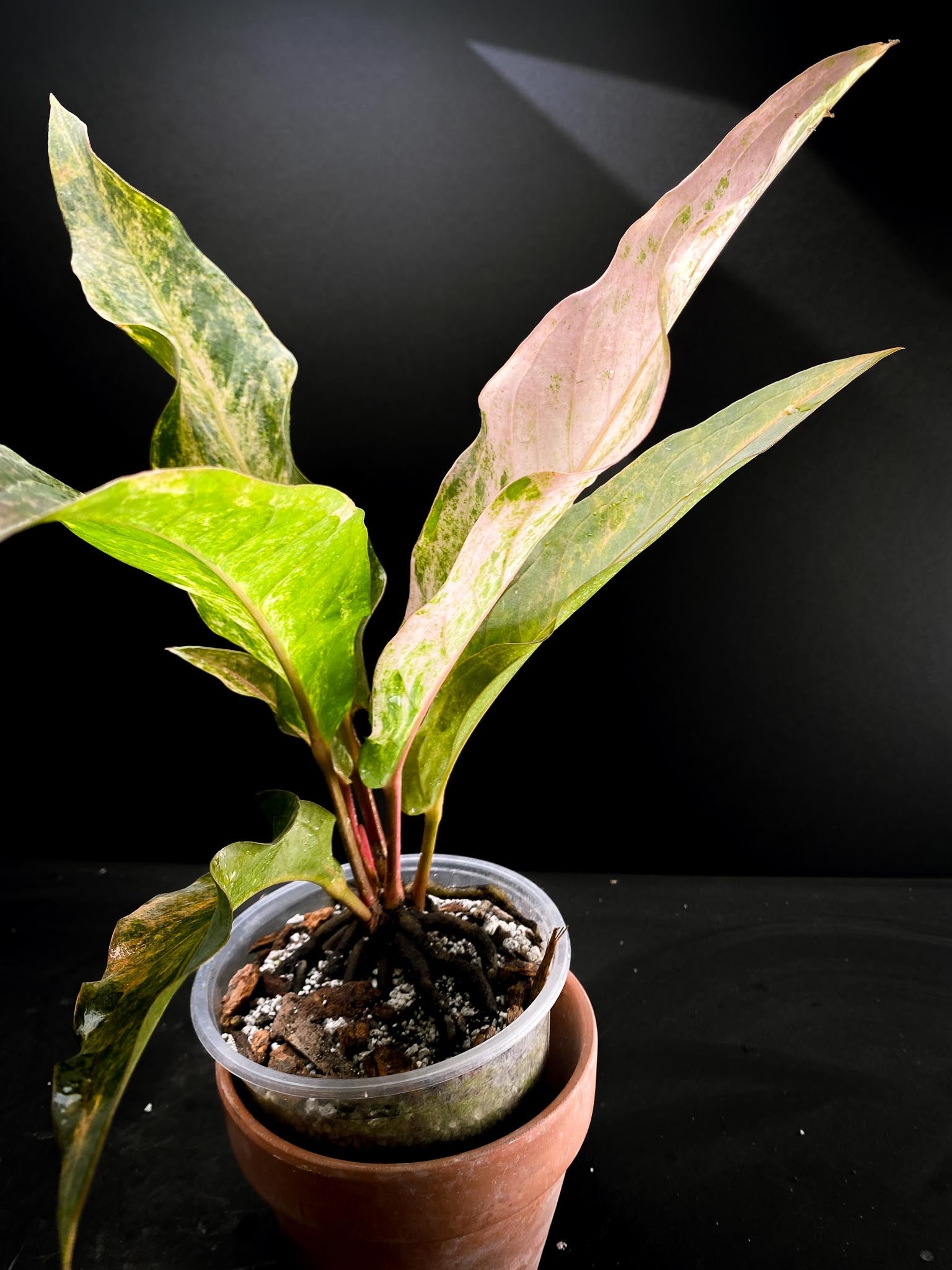 Anthurium renaissance pink Variegated Multiple big Leaves Multiple Nodes 1 Sprout Rooted