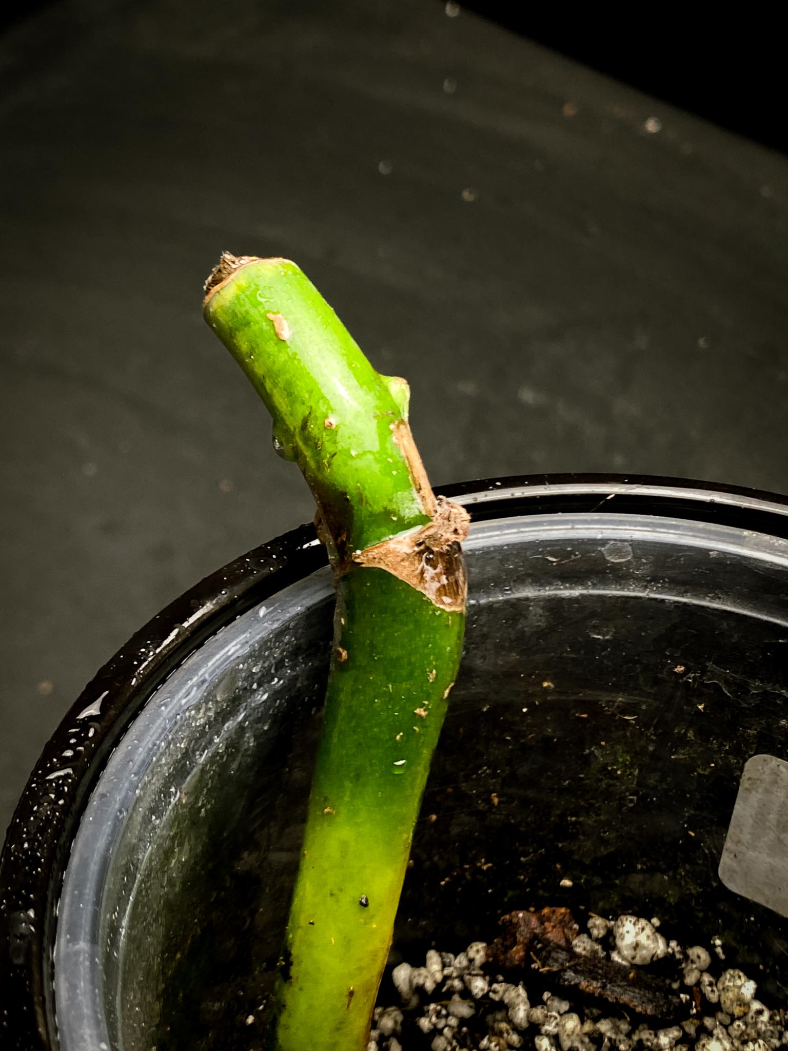 Monstera Aurea Tricolor 2 Nodes 1 Growing Bud Rooted