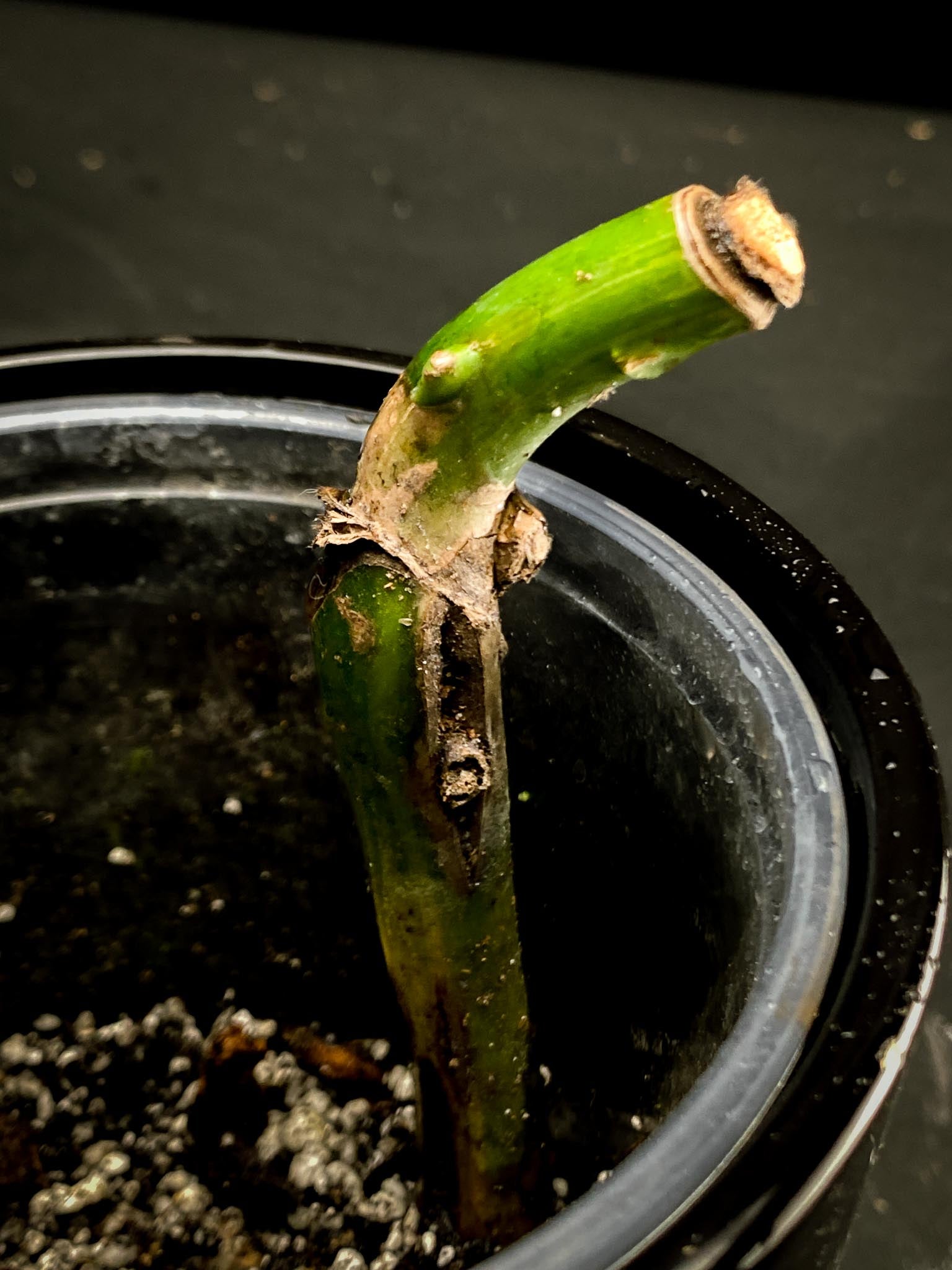 Monstera Aurea Tricolor 2 Nodes 1 Growing Bud Rooted