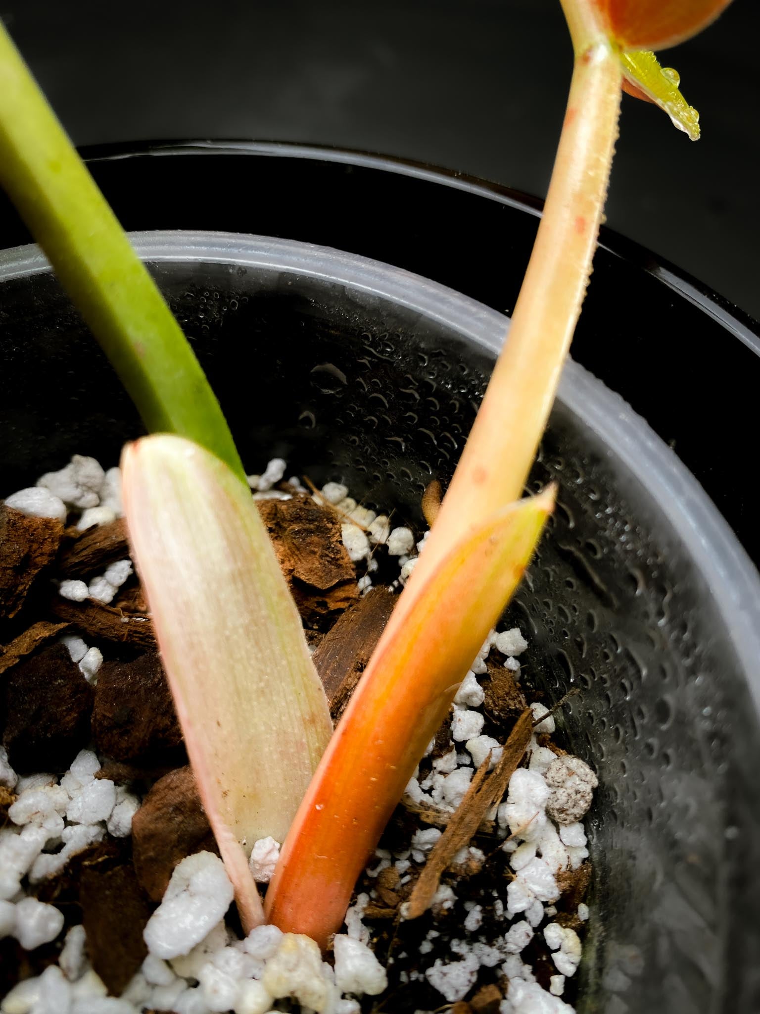 Philodendron Whipple Way Sectoral variegation  3 Leaves  3 Nodes  top cutting Rooted