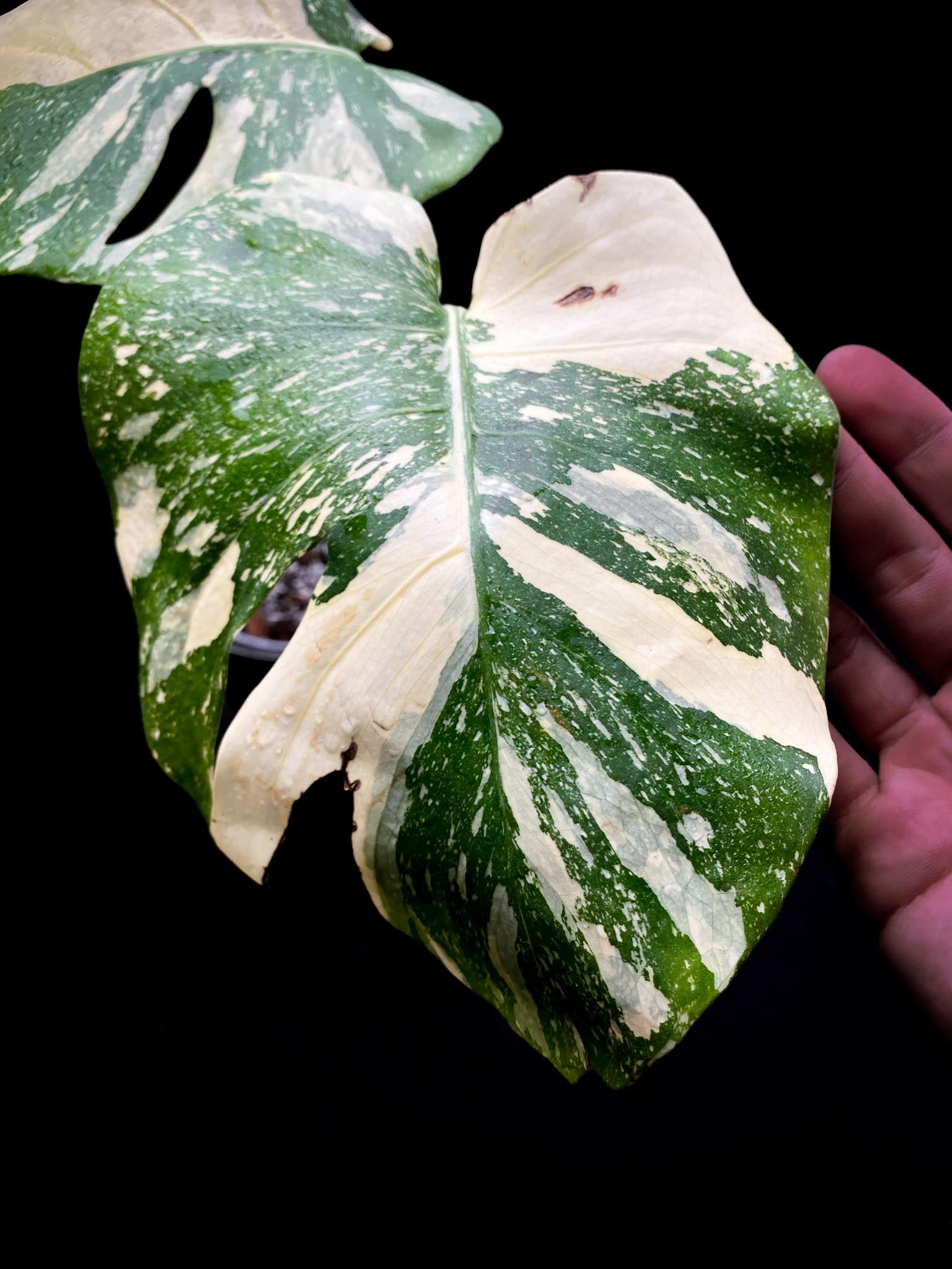 Monstera Thai Constellation  creme brulee 2 Leaves  2 Nodes  Rooted-