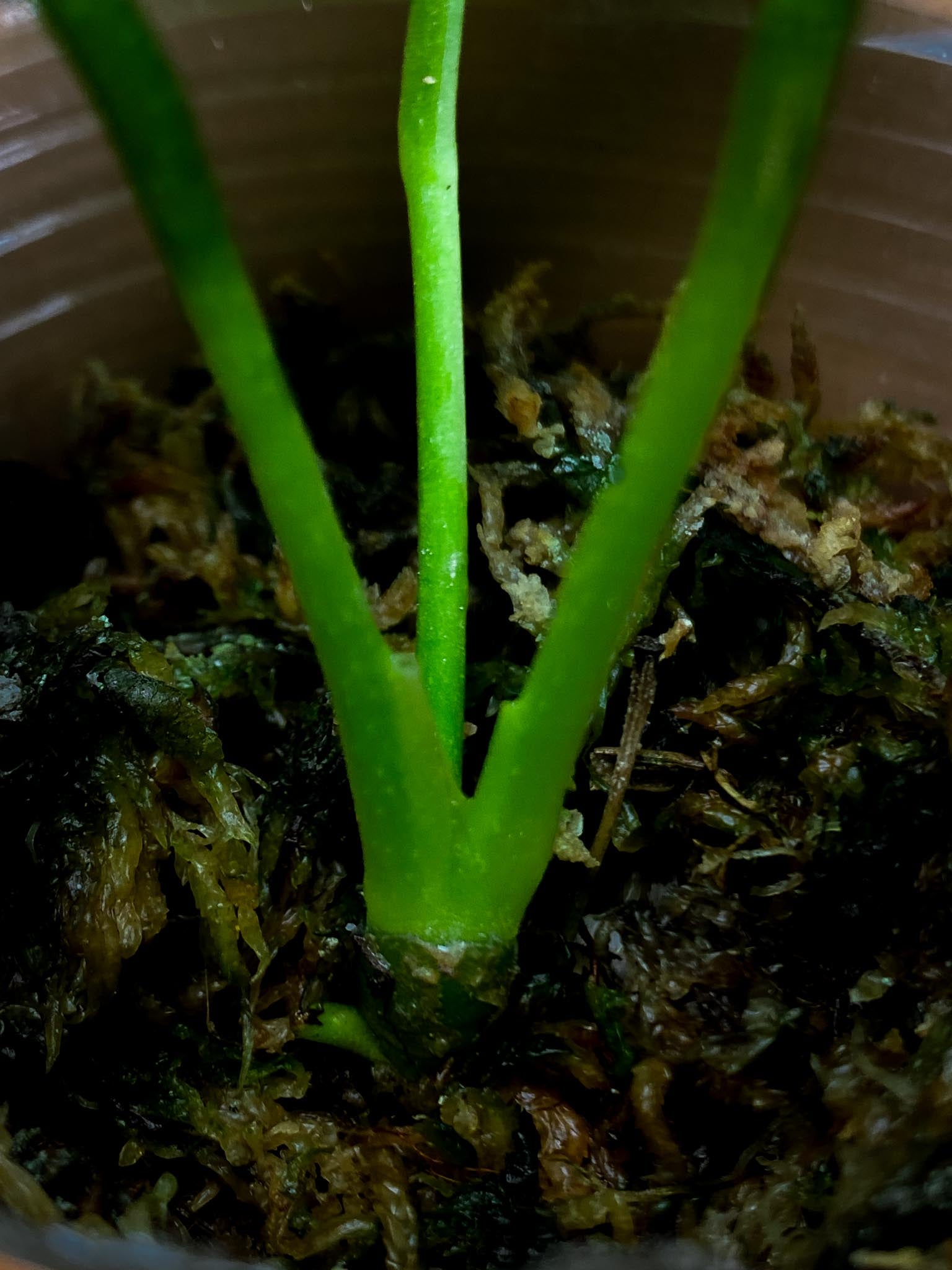 Anthurium Regale x Warocqueanum 3 leaves (the newest leaf is expanding)