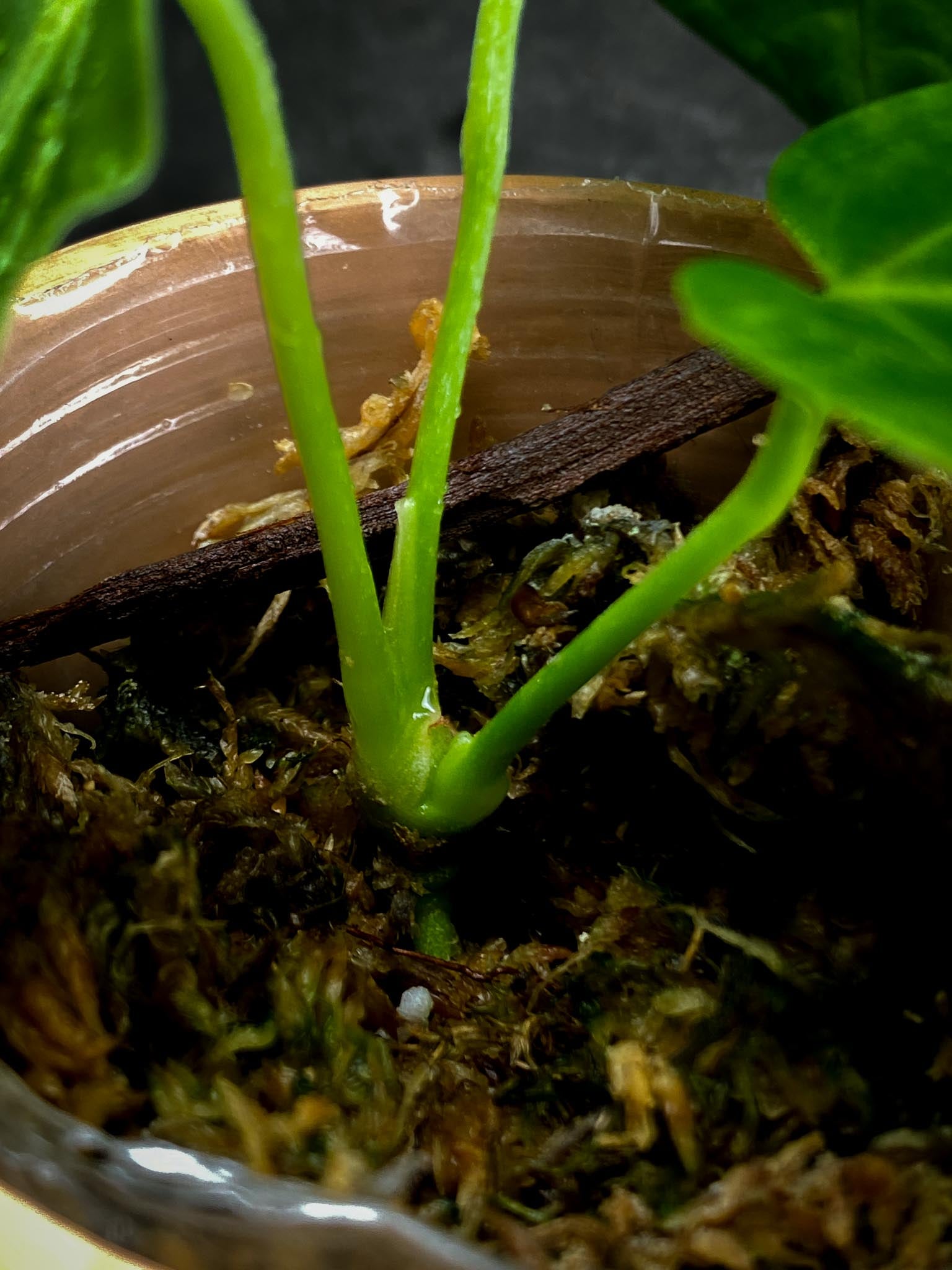 Anthurium Regale x Warocqueanum 3 leaves (the newest leaf is expanding)