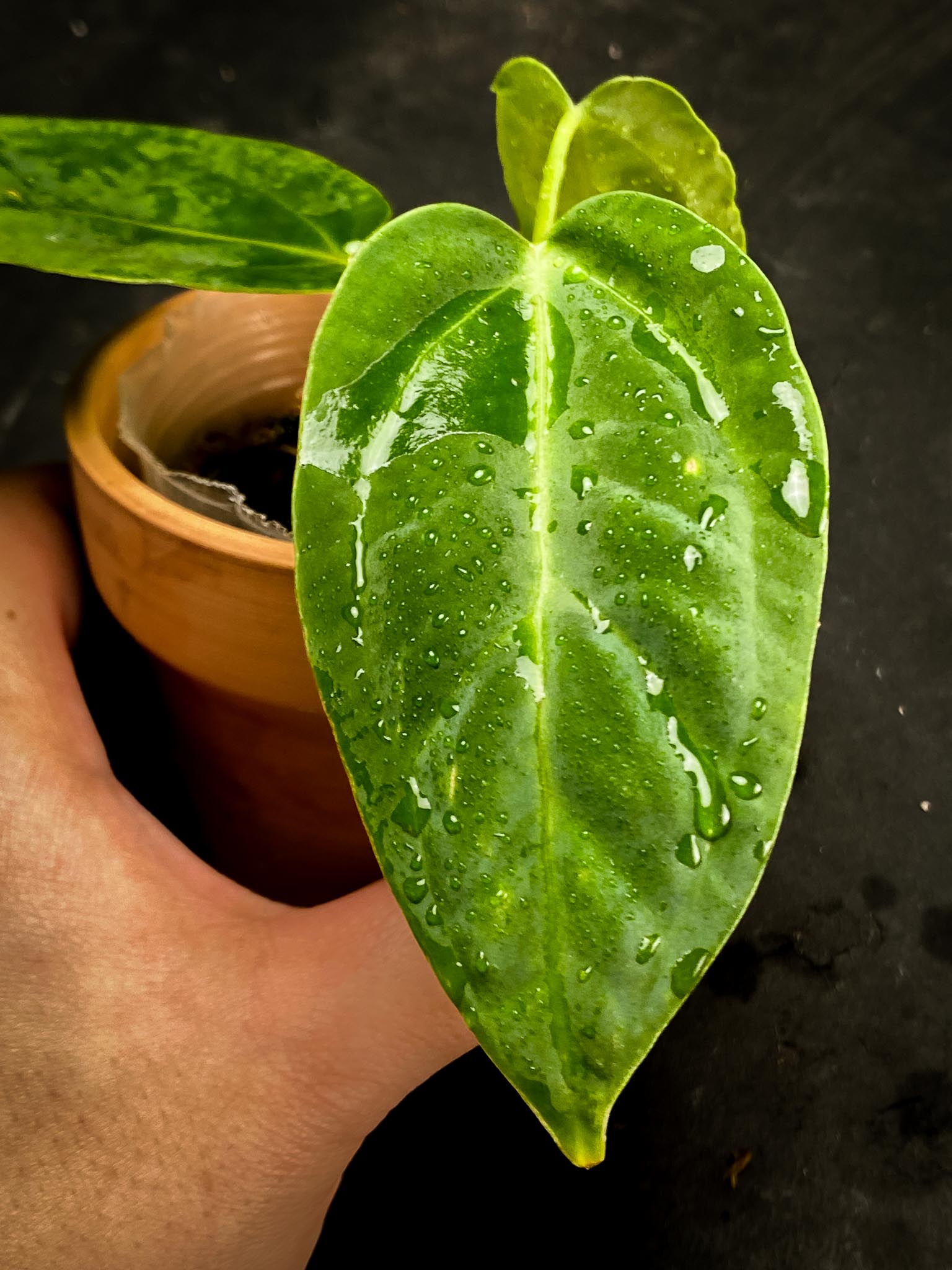 Anthurium Regale x Warocqueanum 3 leaves (the newest leaf is expanding)