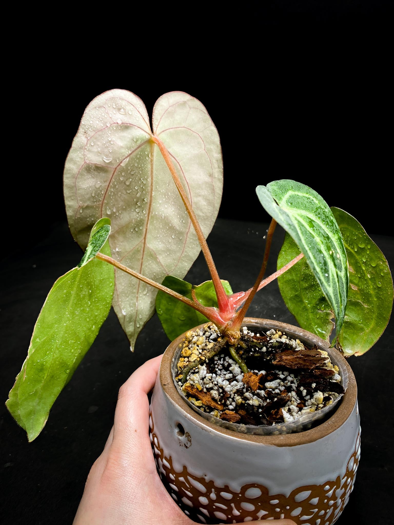 Anthurium Carlablackiae RA10 Multiple leaves (The newest leaf is still expanding)