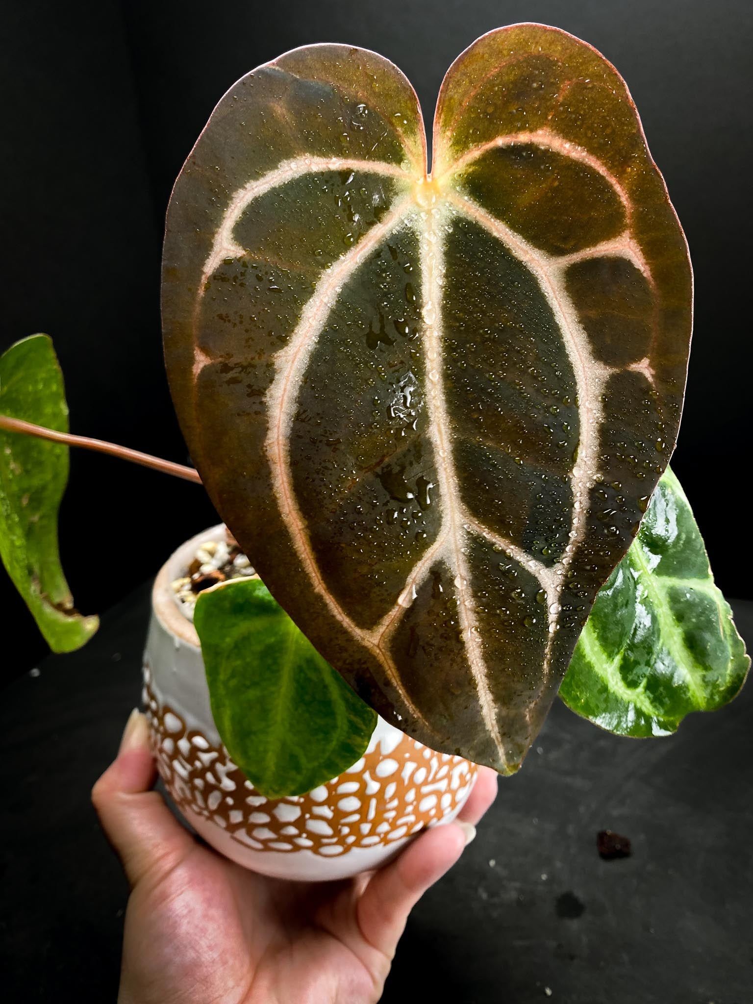 Anthurium Carlablackiae RA10 Multiple leaves (The newest leaf is still expanding)