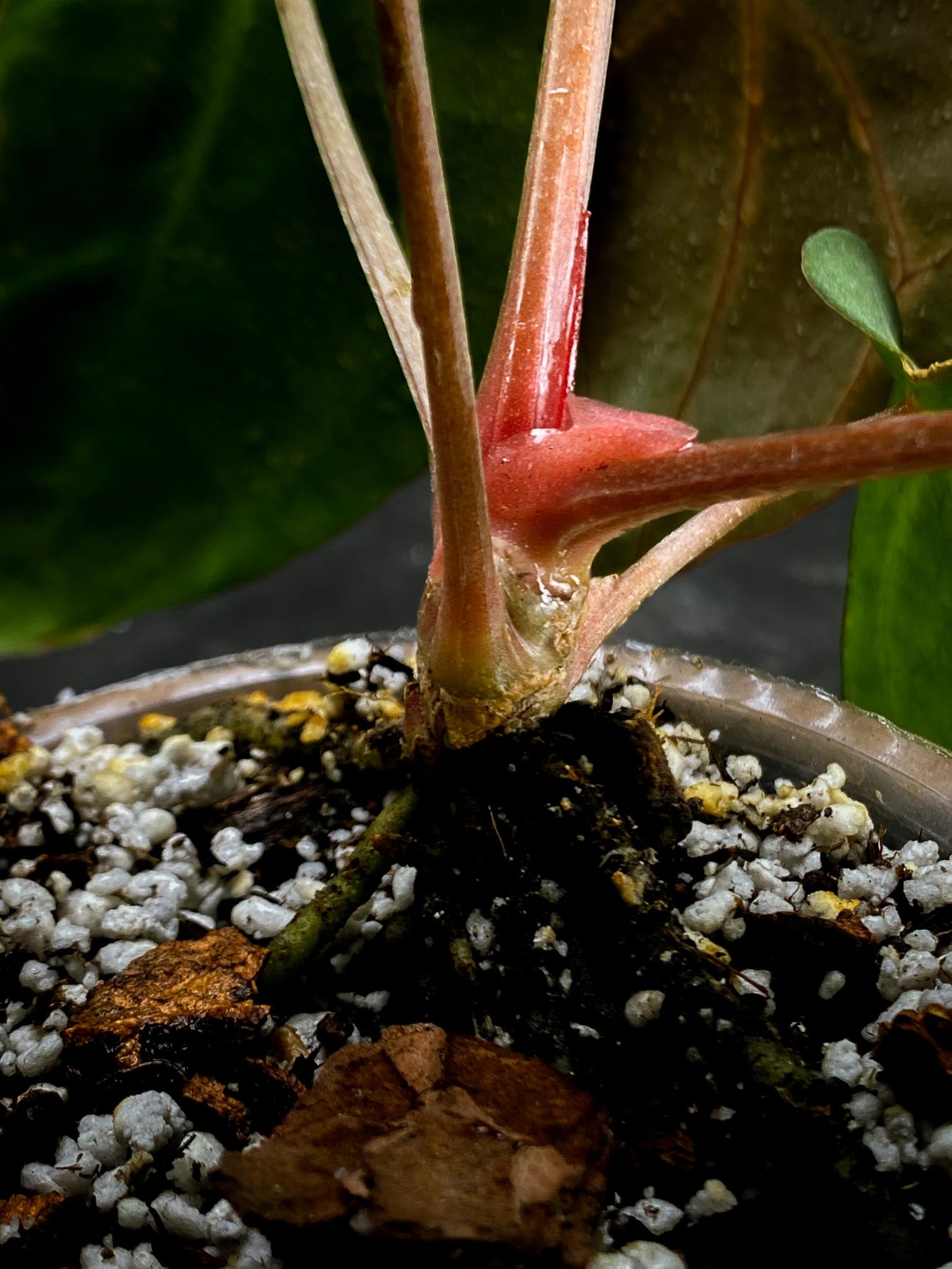 Anthurium Carlablackiae RA10 Multiple leaves (The newest leaf is still expanding)