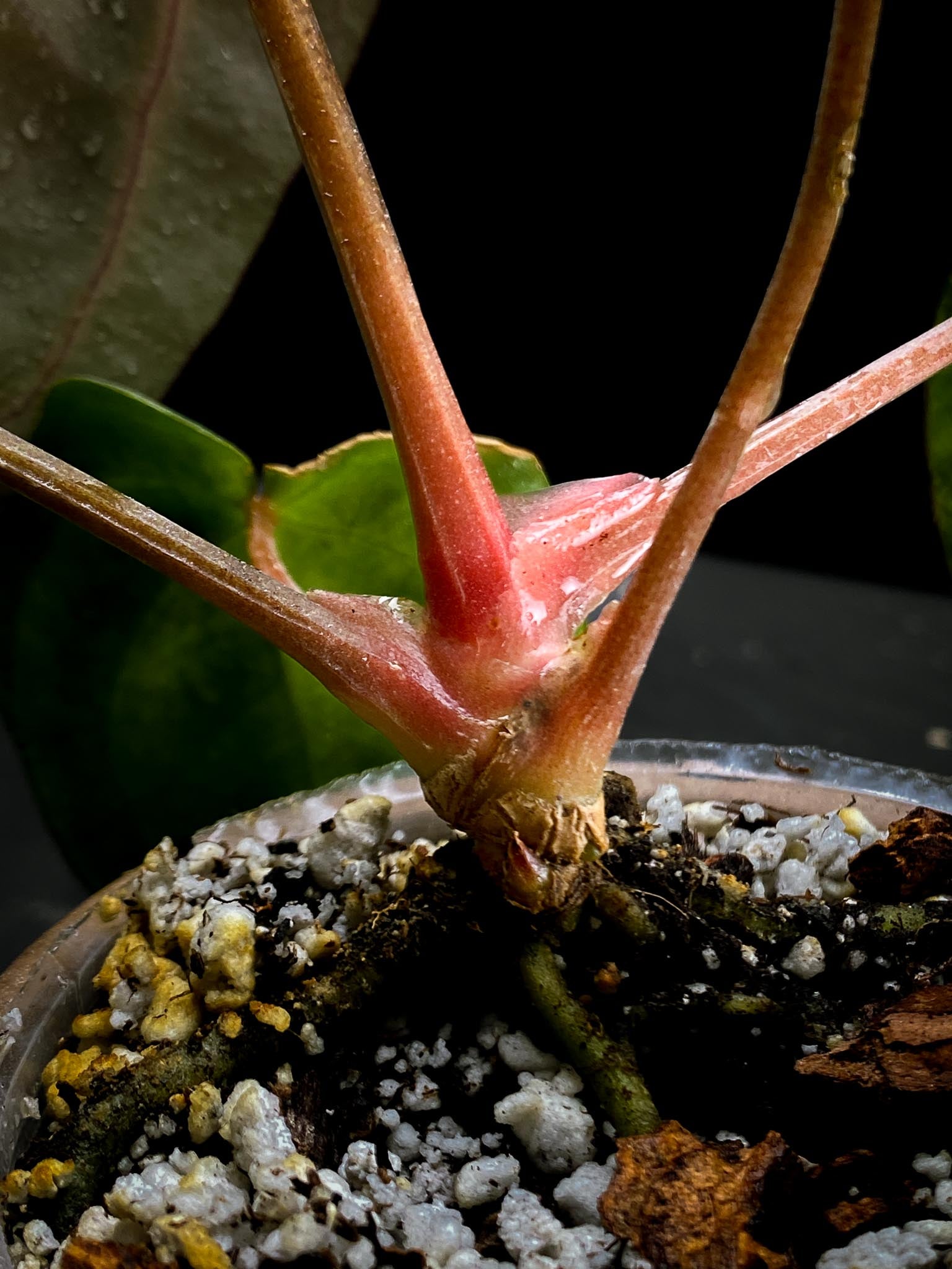 Anthurium Carlablackiae RA10 Multiple leaves (The newest leaf is still expanding)