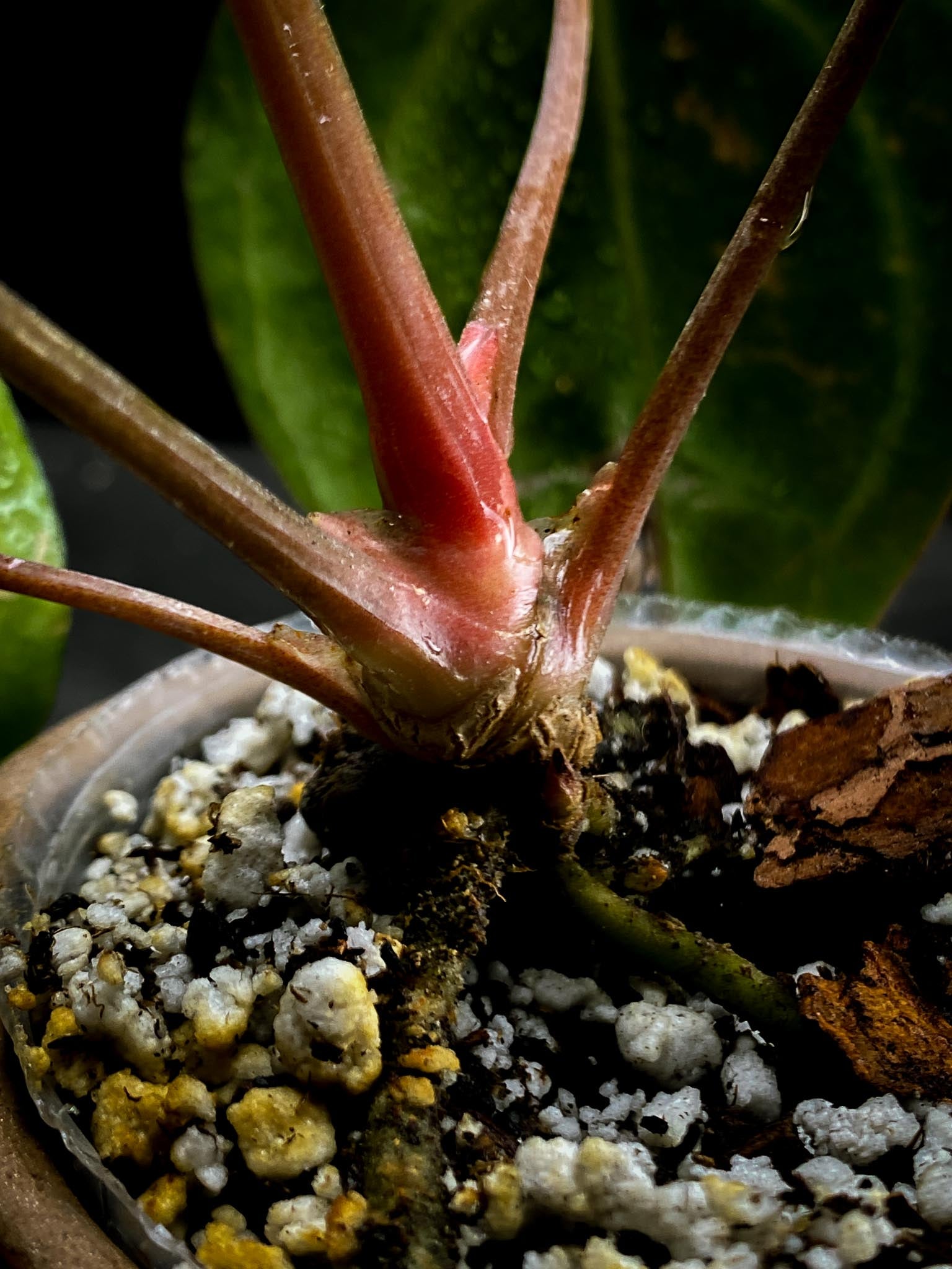 Anthurium Carlablackiae RA10 Multiple leaves (The newest leaf is still expanding)