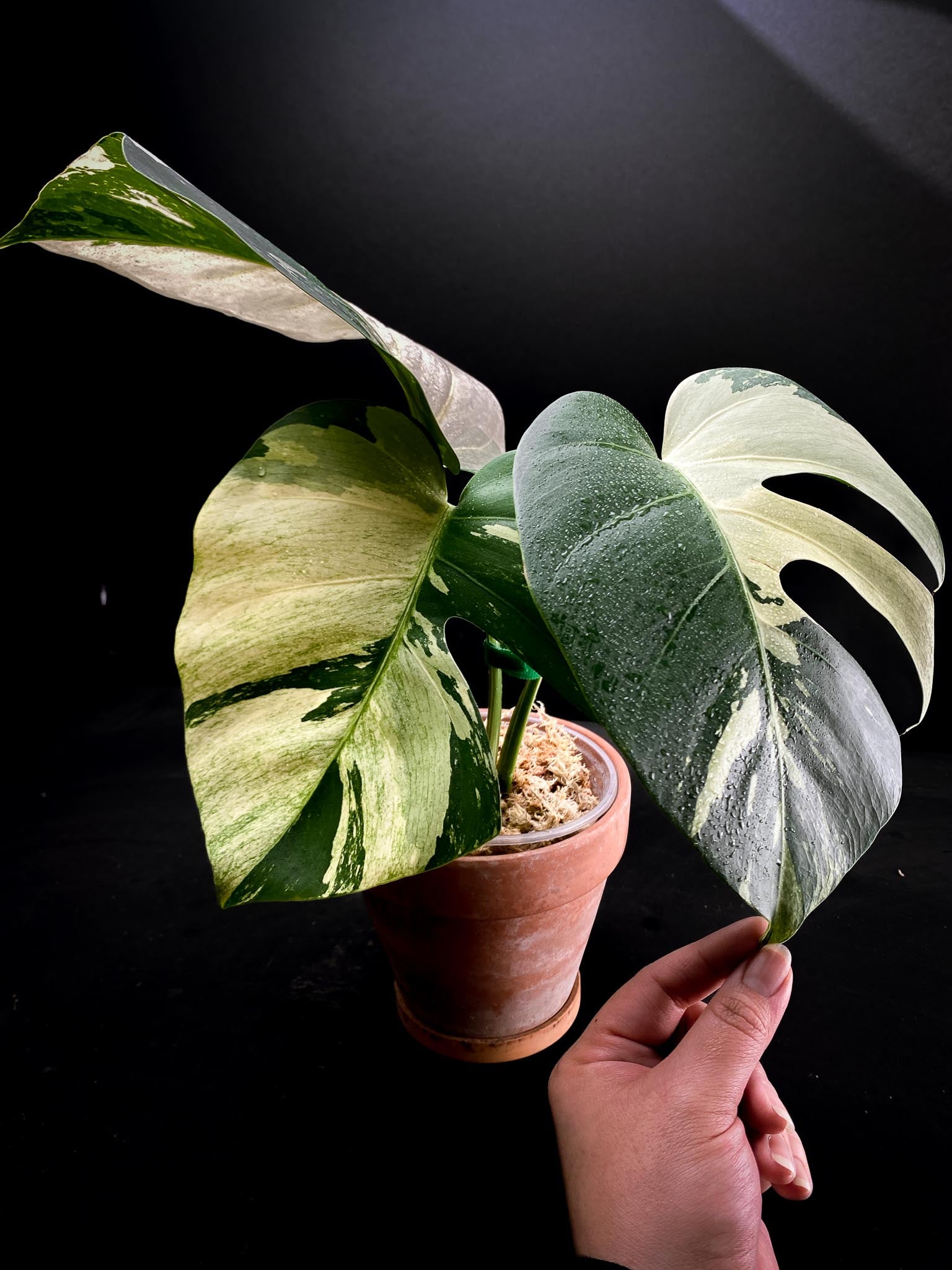 Monstera Mint Noid 3 leaves Top Cutting Highly Variegated