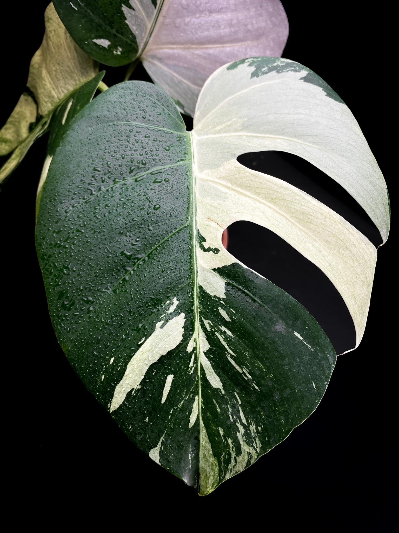 Monstera Mint Noid 3 leaves Top Cutting Highly Variegated