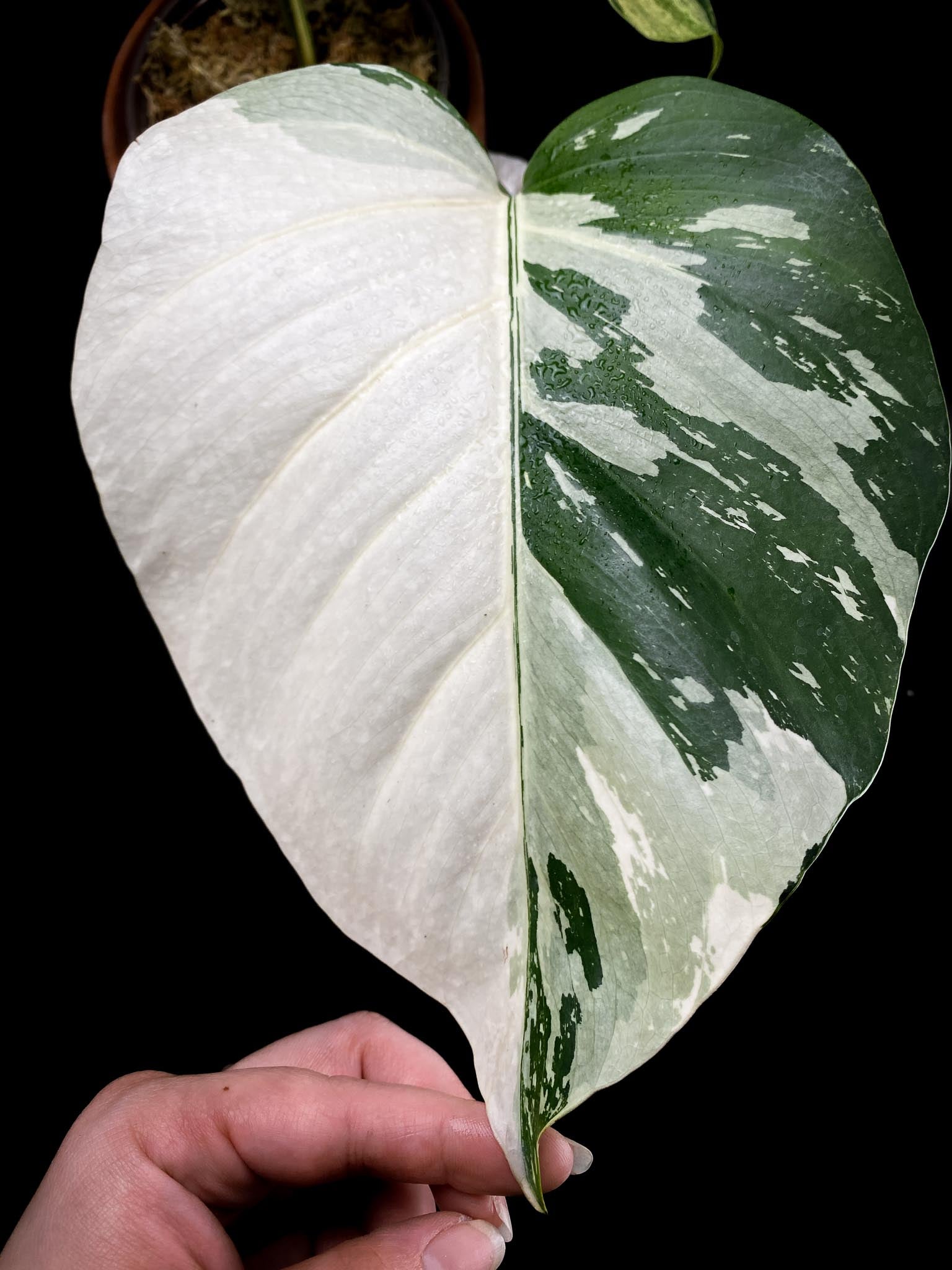 Monstera Mint Noid 3 leaves Top Cutting Highly Variegated