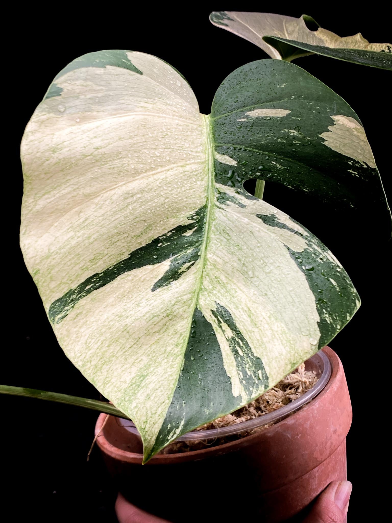 Monstera Mint Noid 3 leaves Top Cutting Highly Variegated