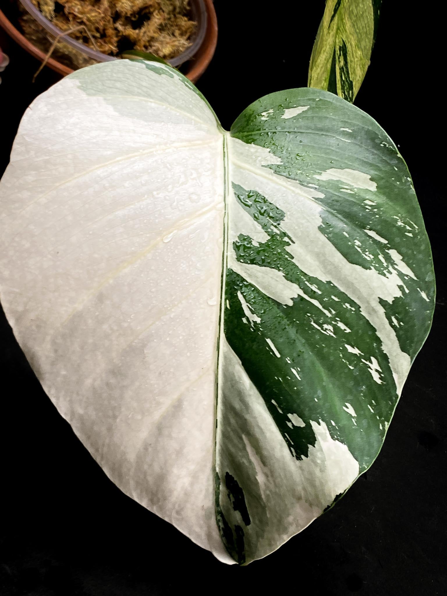 Monstera Mint Noid 3 leaves Top Cutting Highly Variegated